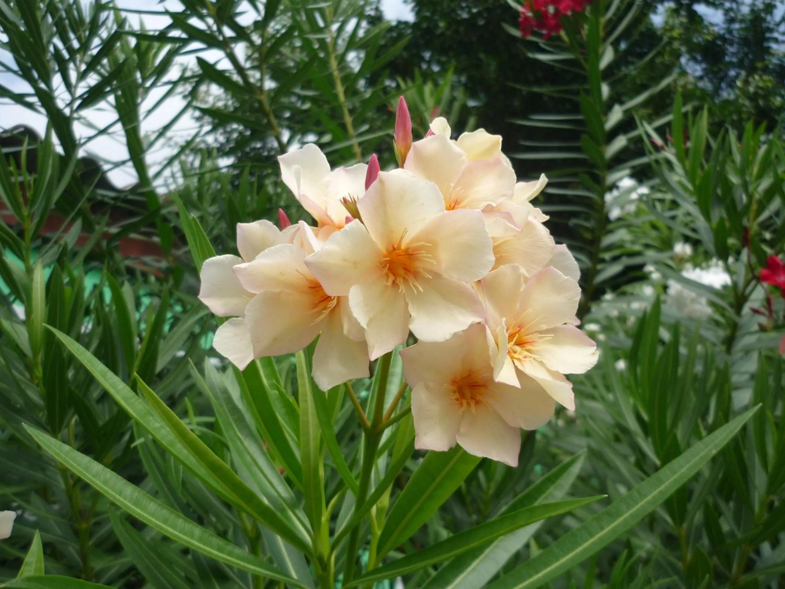 Day in Happy Turtle Apartments