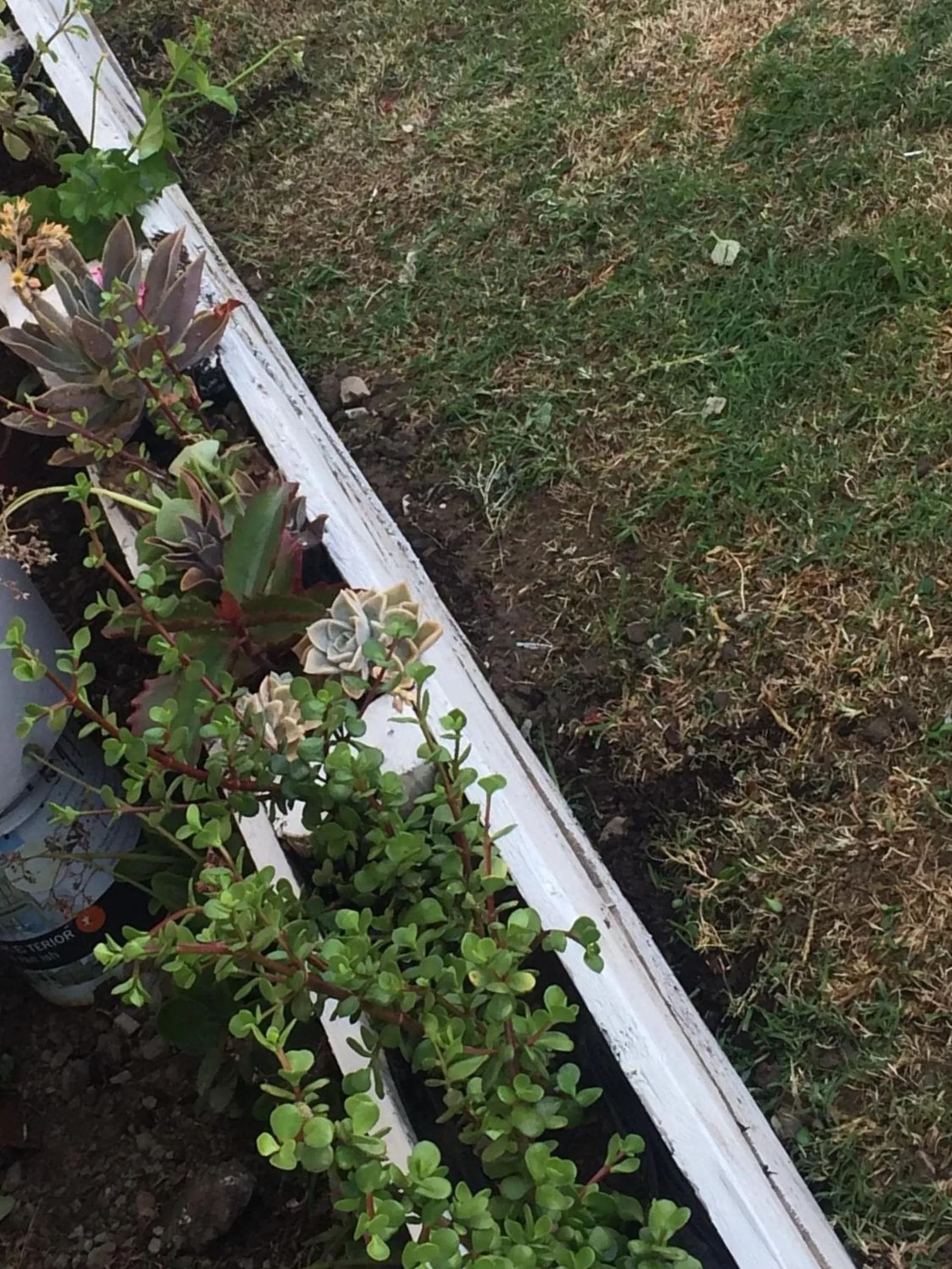 Garden view in 57 On Wellington Accommodation