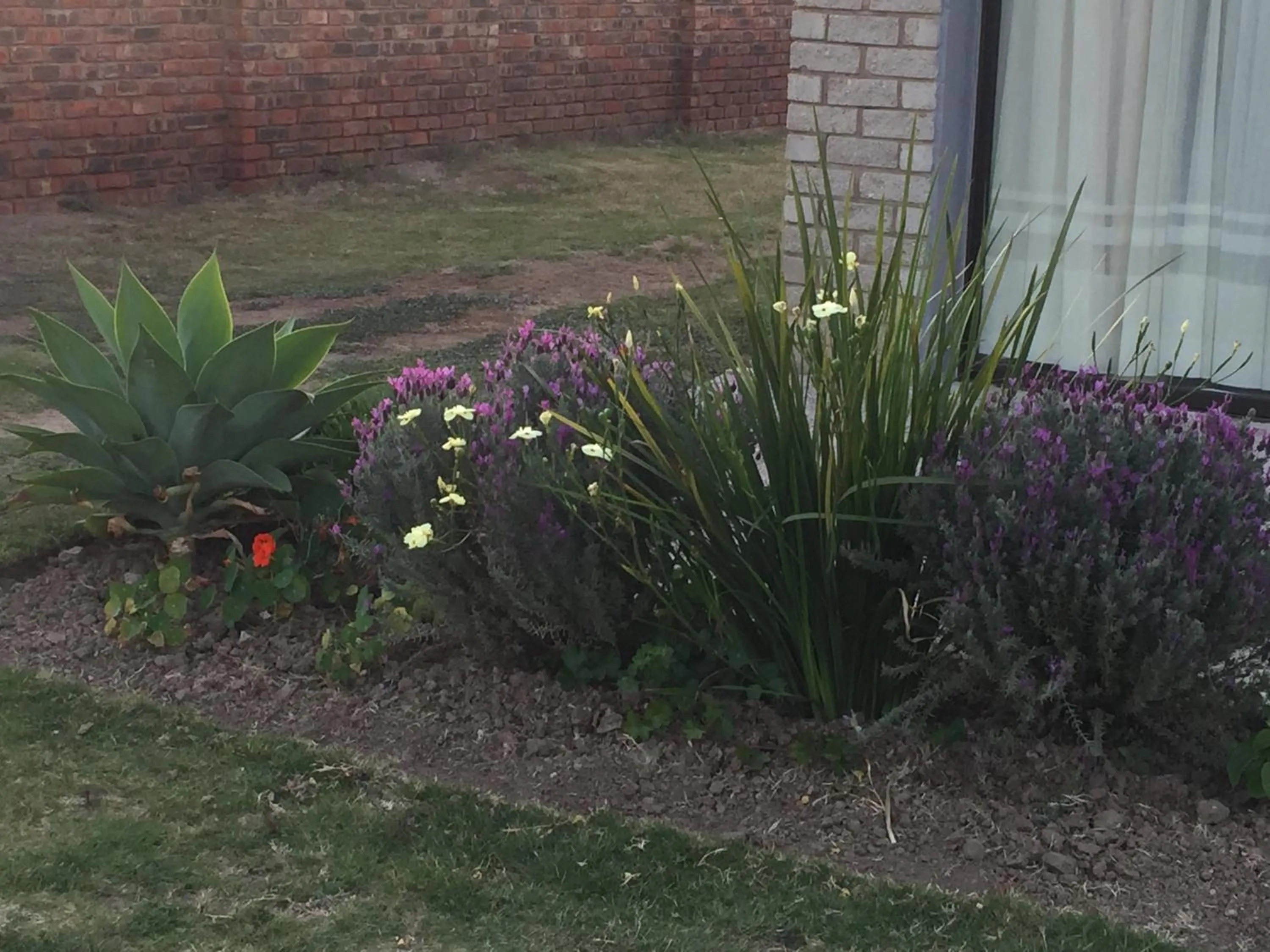 Garden in 57 On Wellington Accommodation