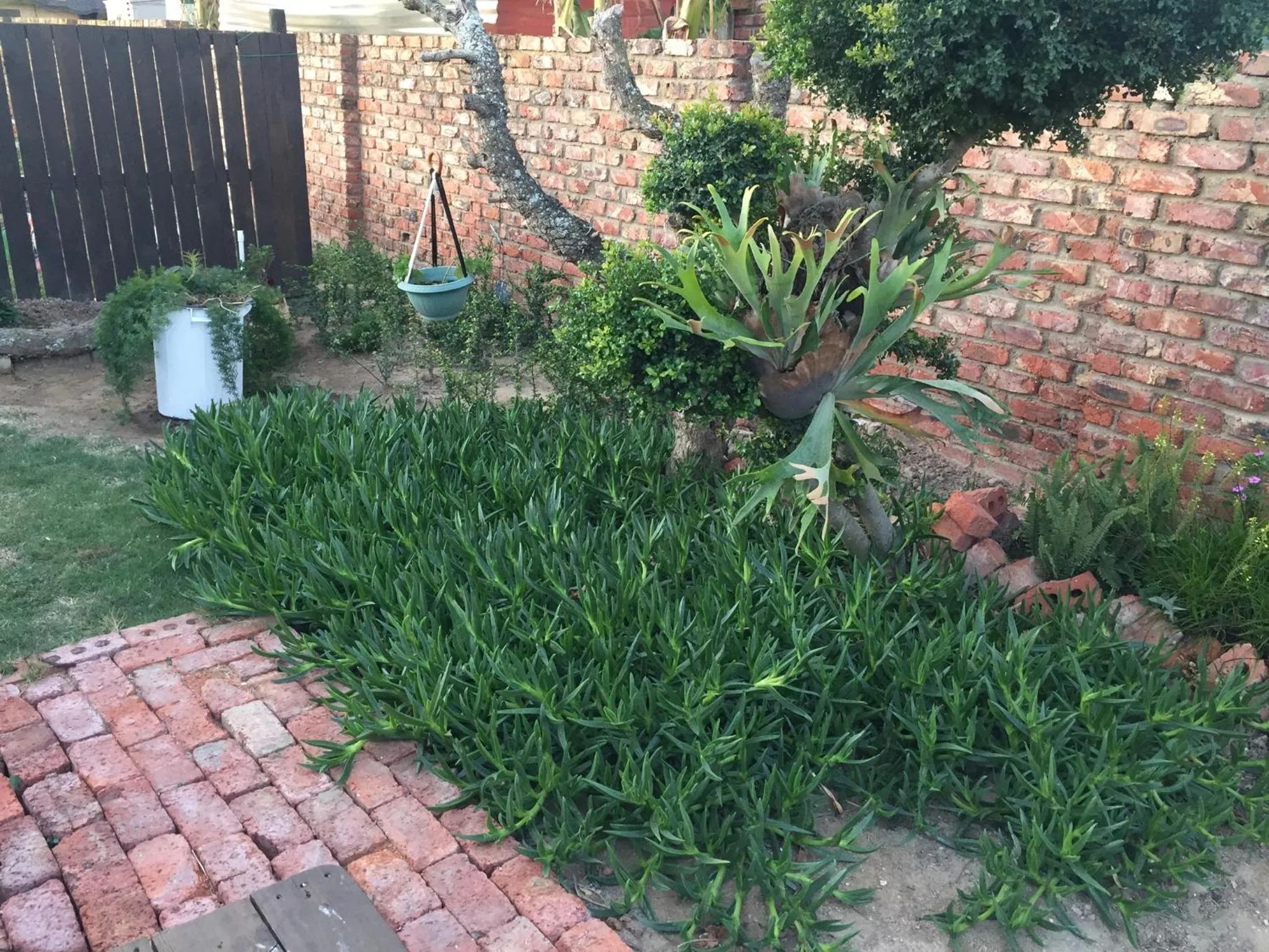 Garden in 57 On Wellington Accommodation