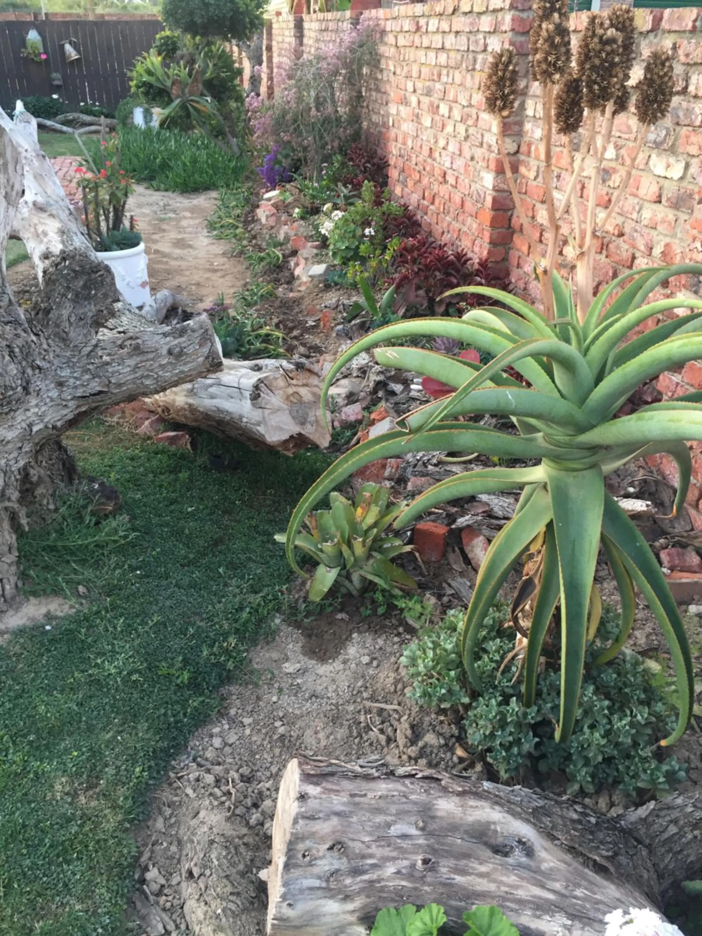 Garden in 57 On Wellington Accommodation