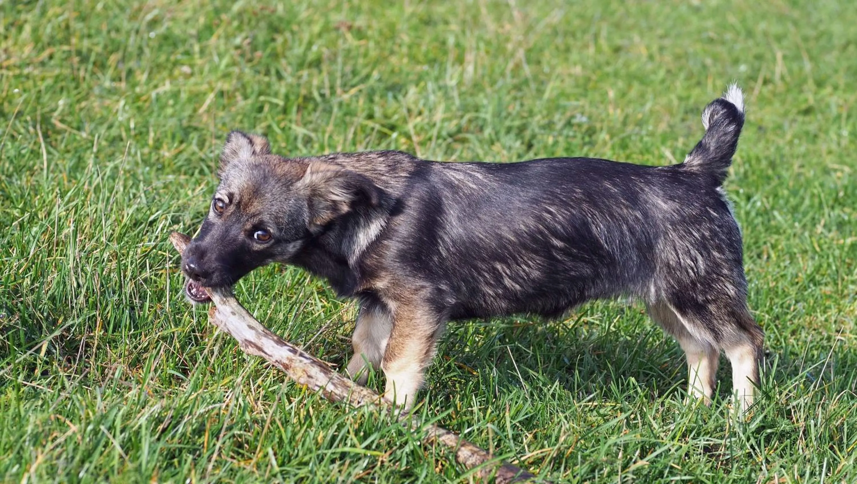 Pets in Drop Tyne Lodge
