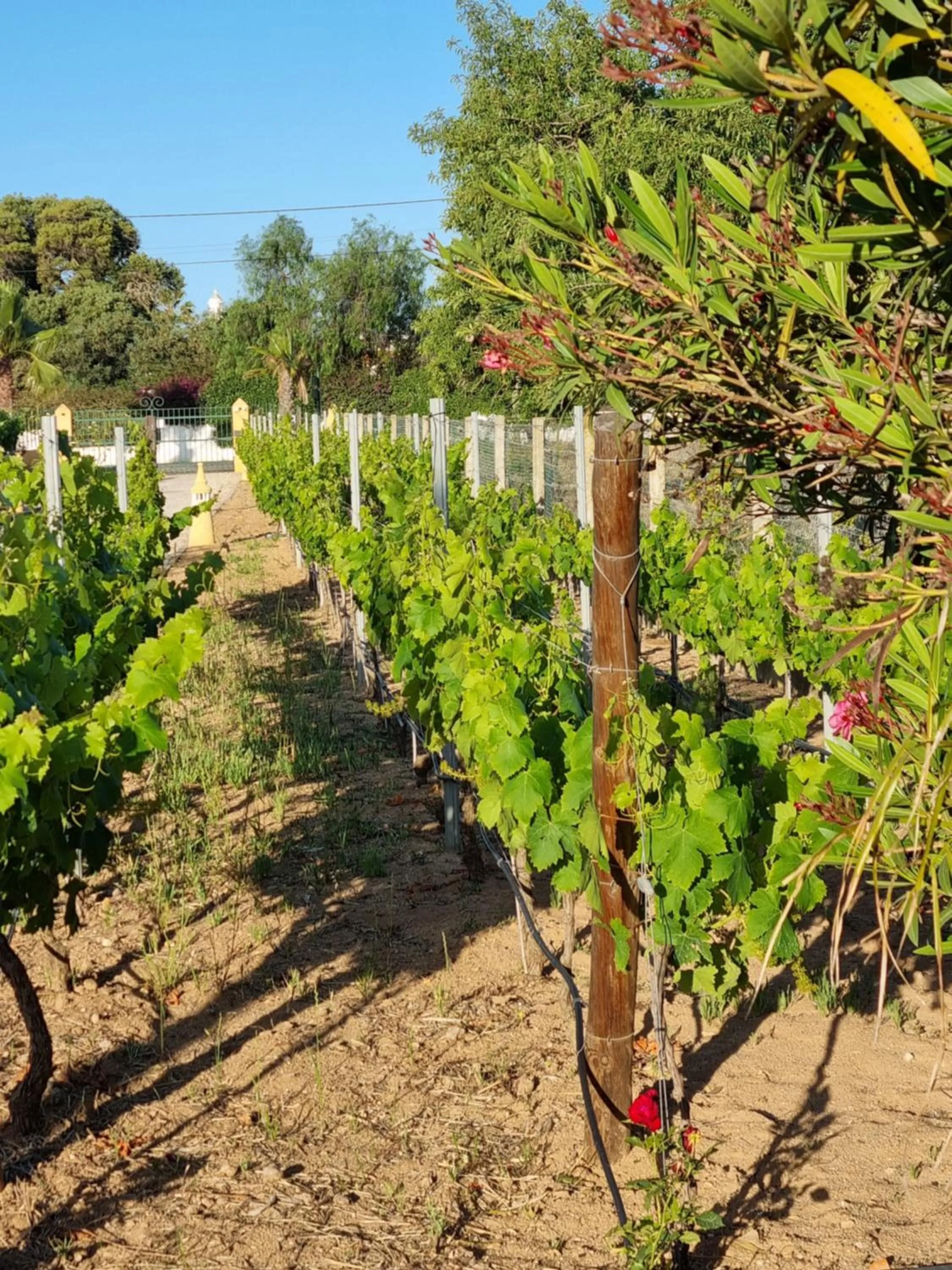 Garden in Casa Bela Moura, Boutique Hotel & Wine