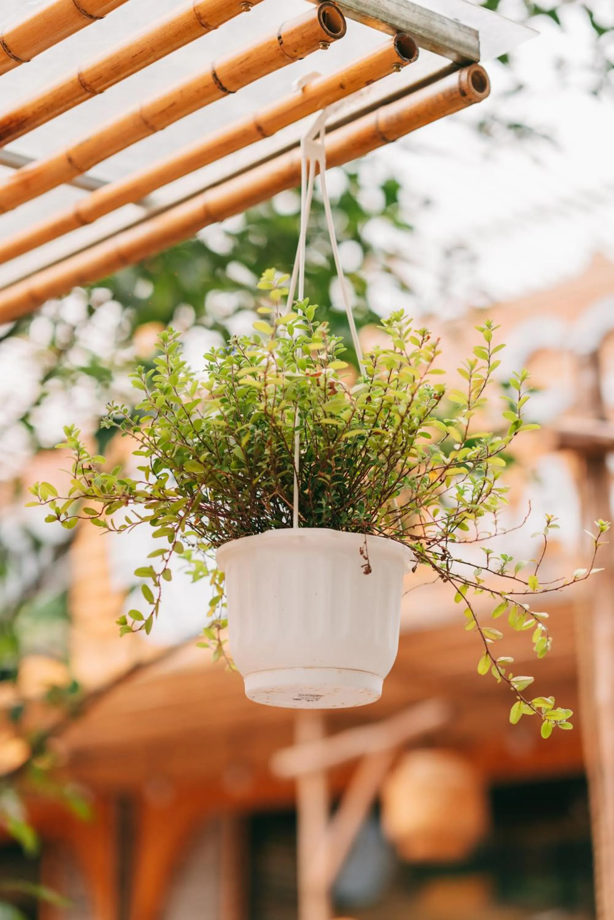 Garden in Tam Coc Lavender Homestay -Authentic Ninh Binh Experiences