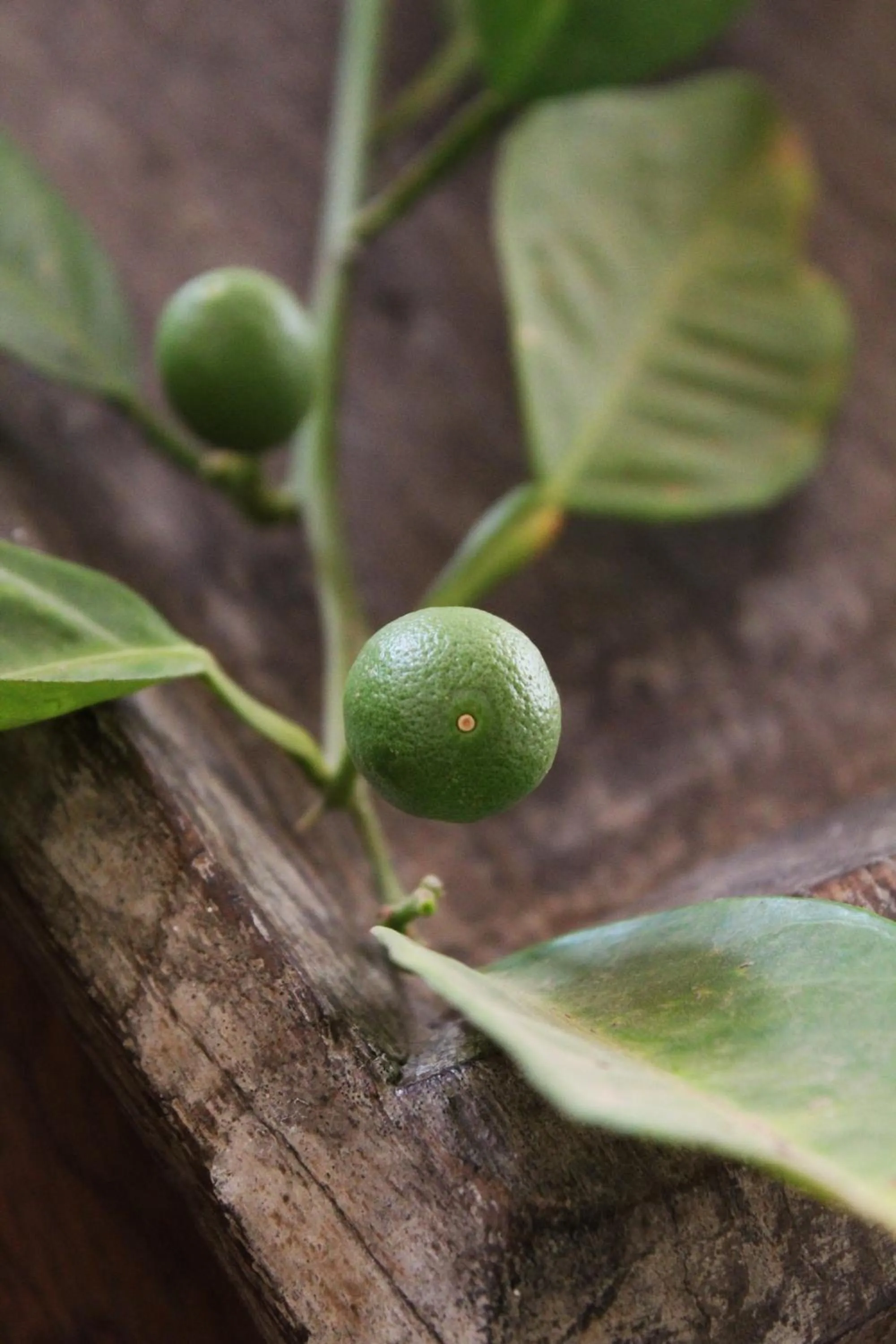 Decorative detail in Arumvale Country Retreat
