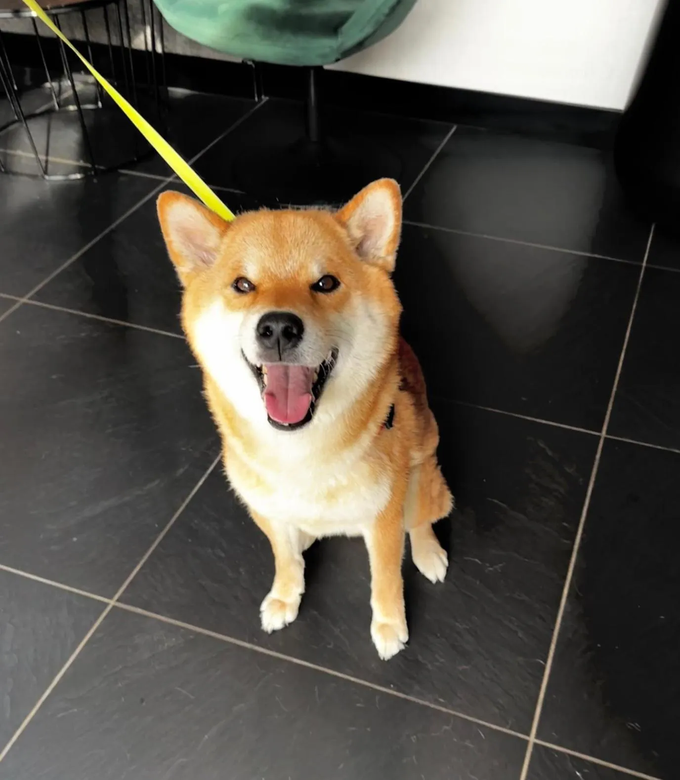 Animals in Hotel Central