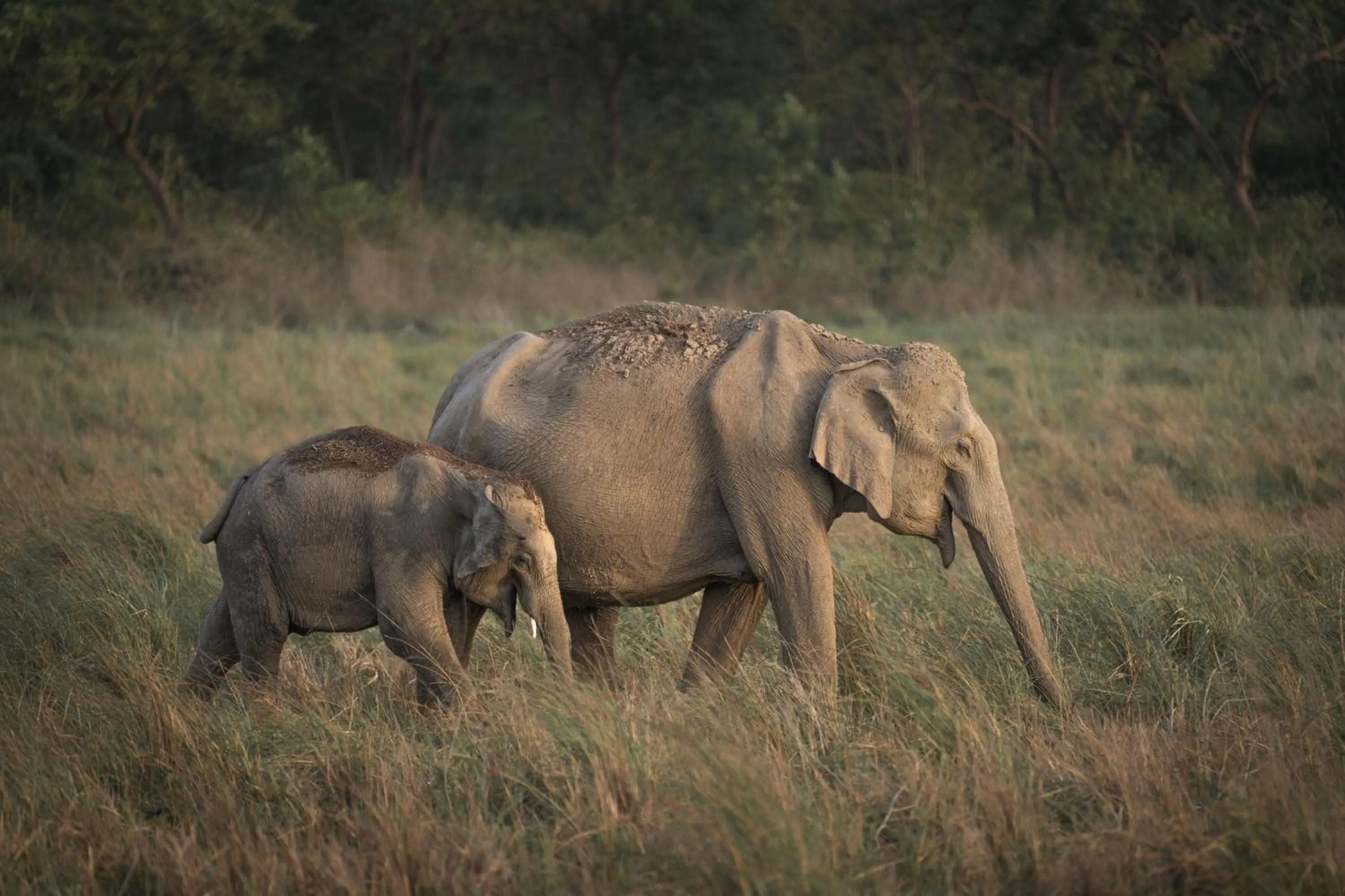 Location in Aahana Resort - Jim Corbett