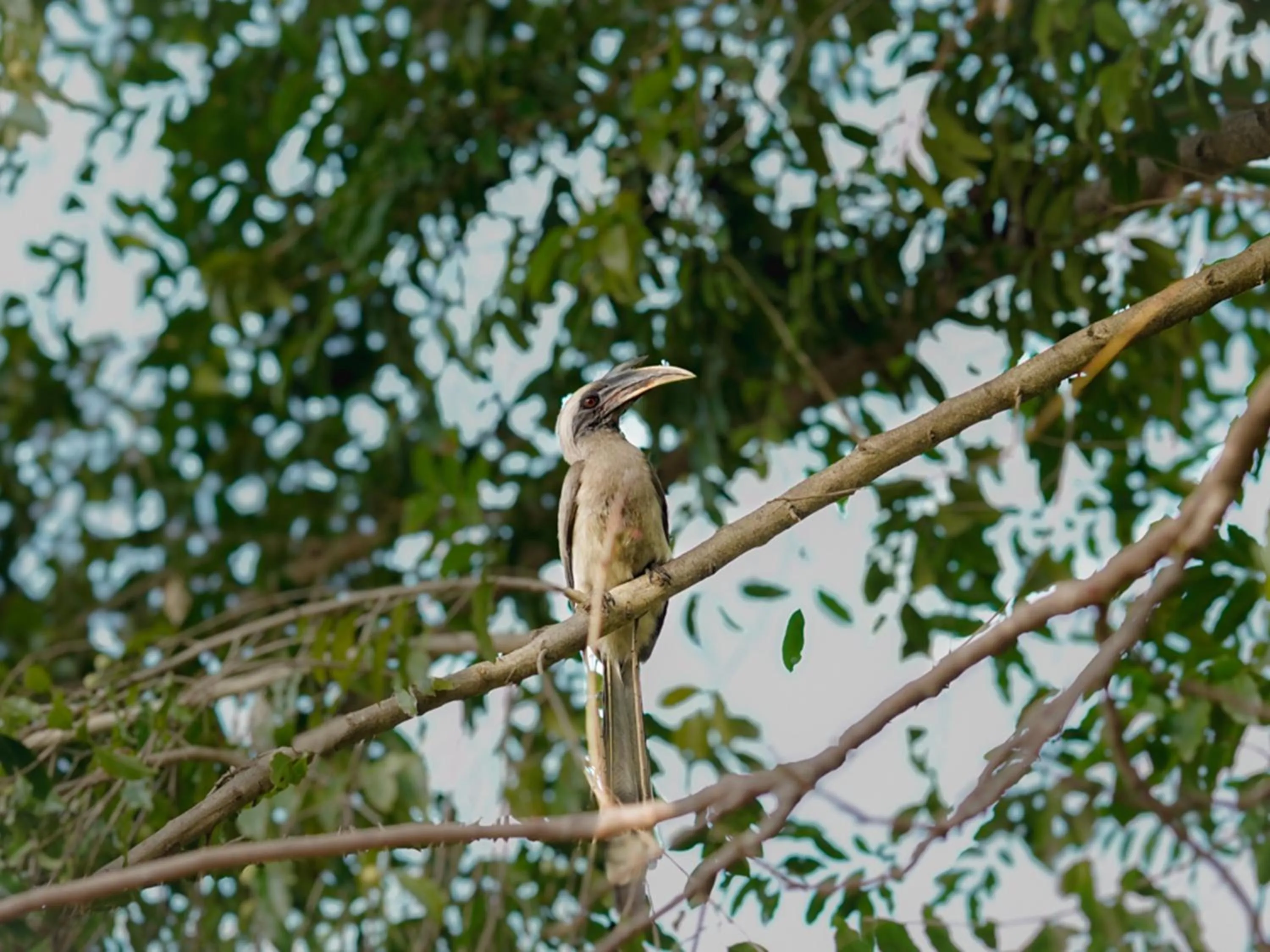 Activities in Aahana Resort - Jim Corbett