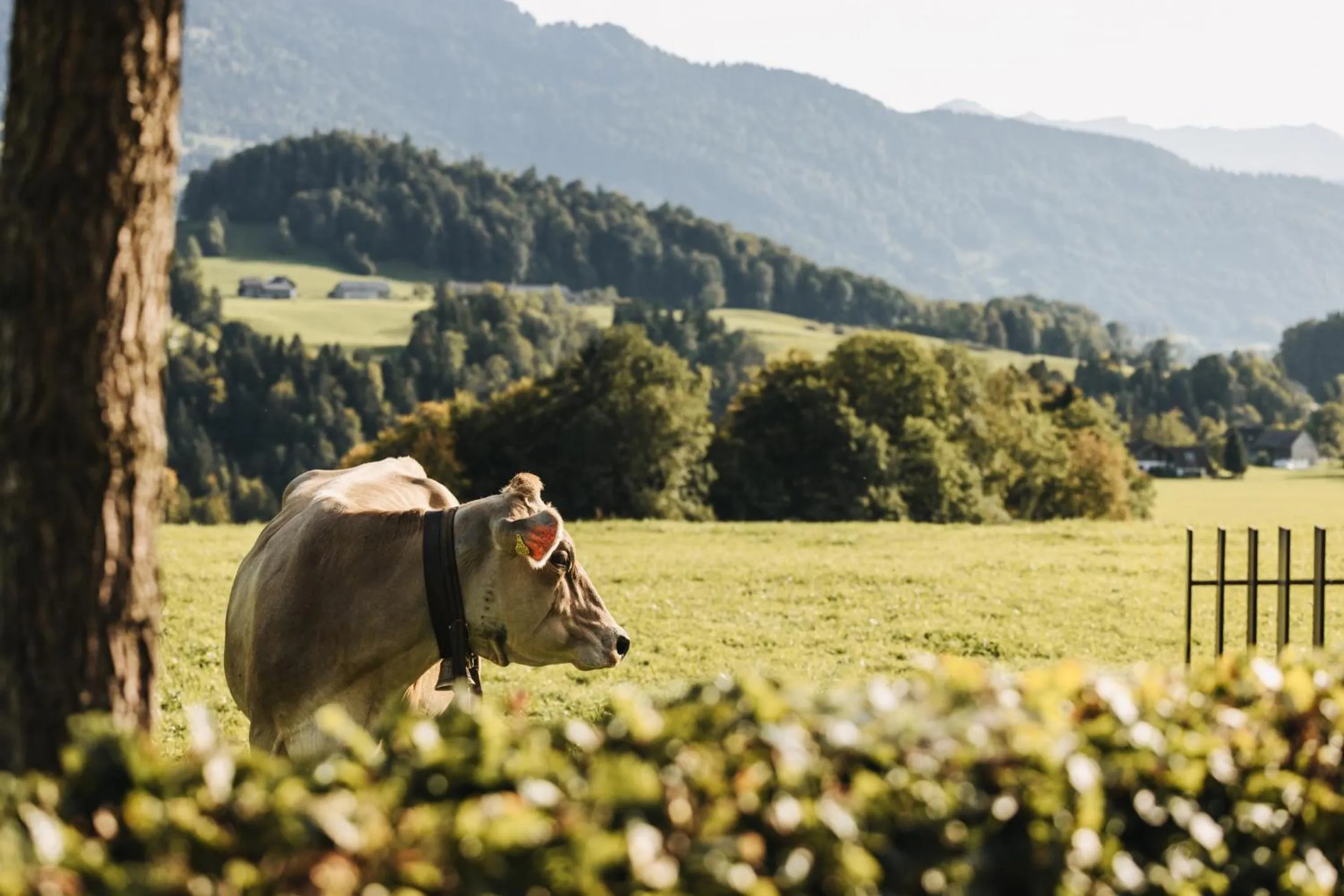 Spring in Hotel & Wirtschaft Wälderhof