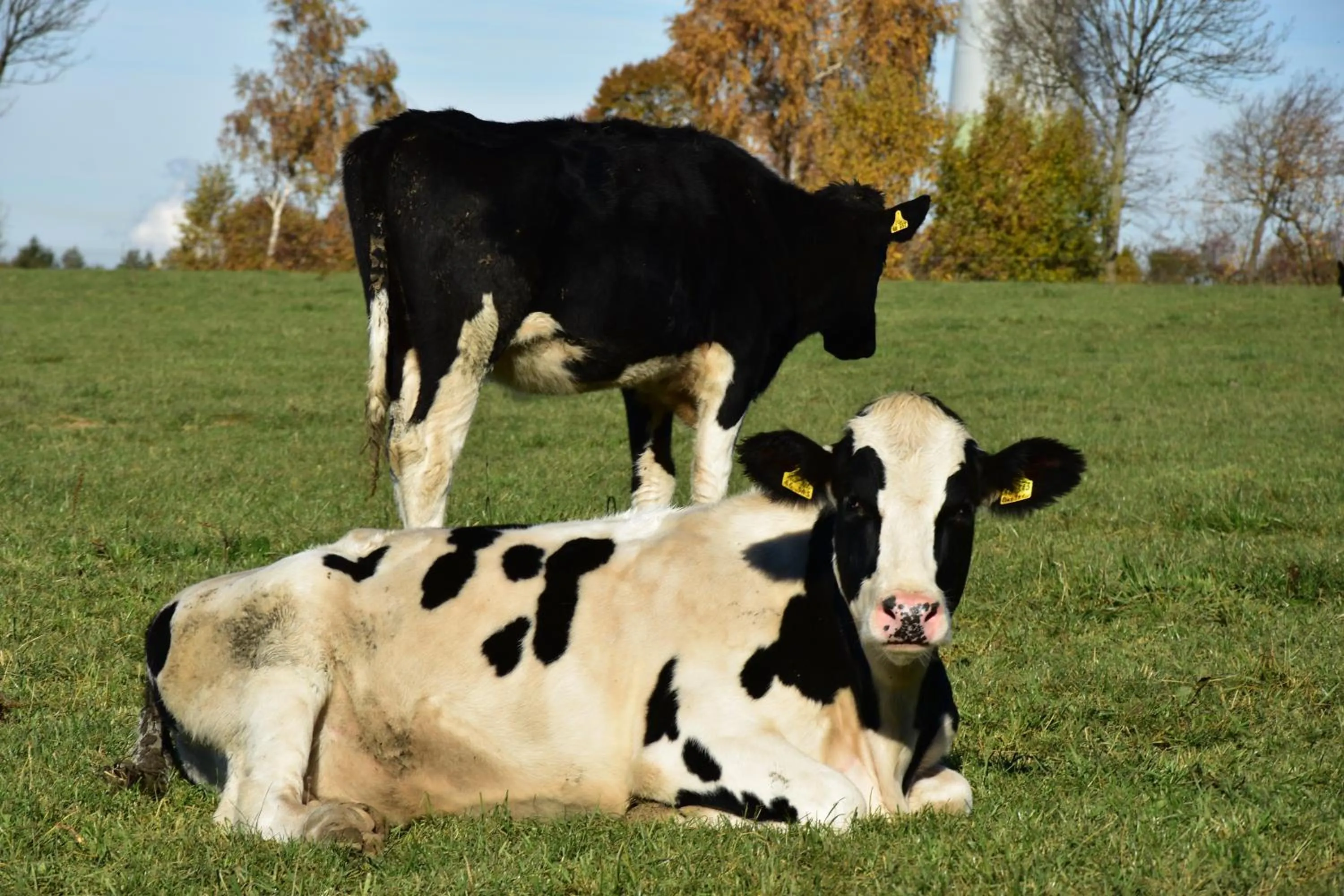 Animals in Hotel Haus Seeblick