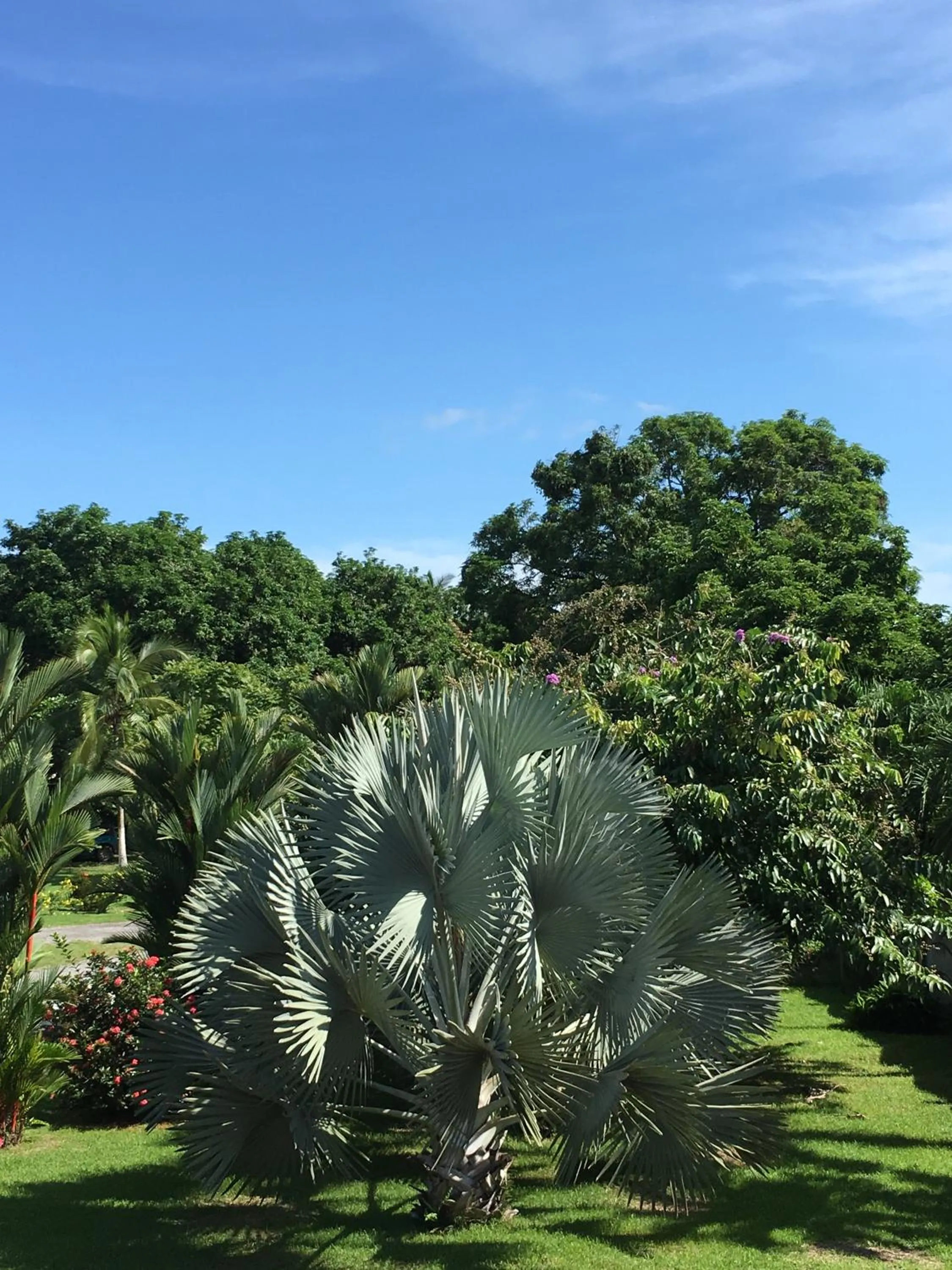Patio in Hotel Los Higuerones