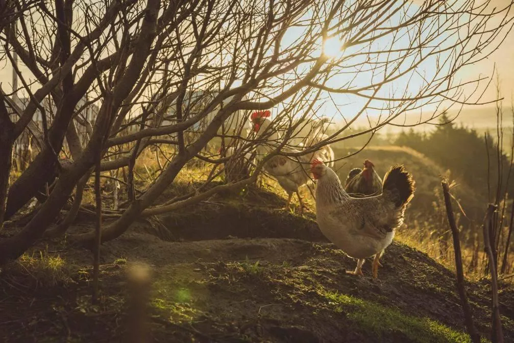 Spring in Vík Hostel