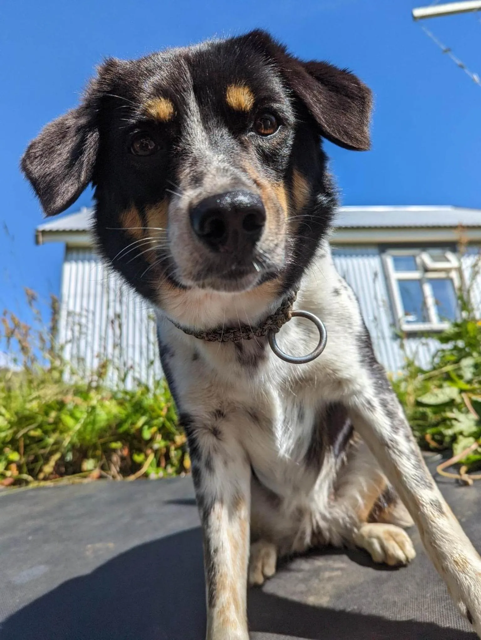 Pets in Vík Hostel
