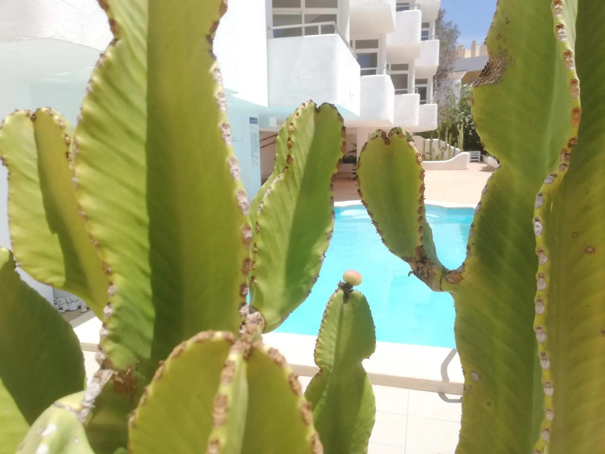 Garden in Apartamentos Ibiza