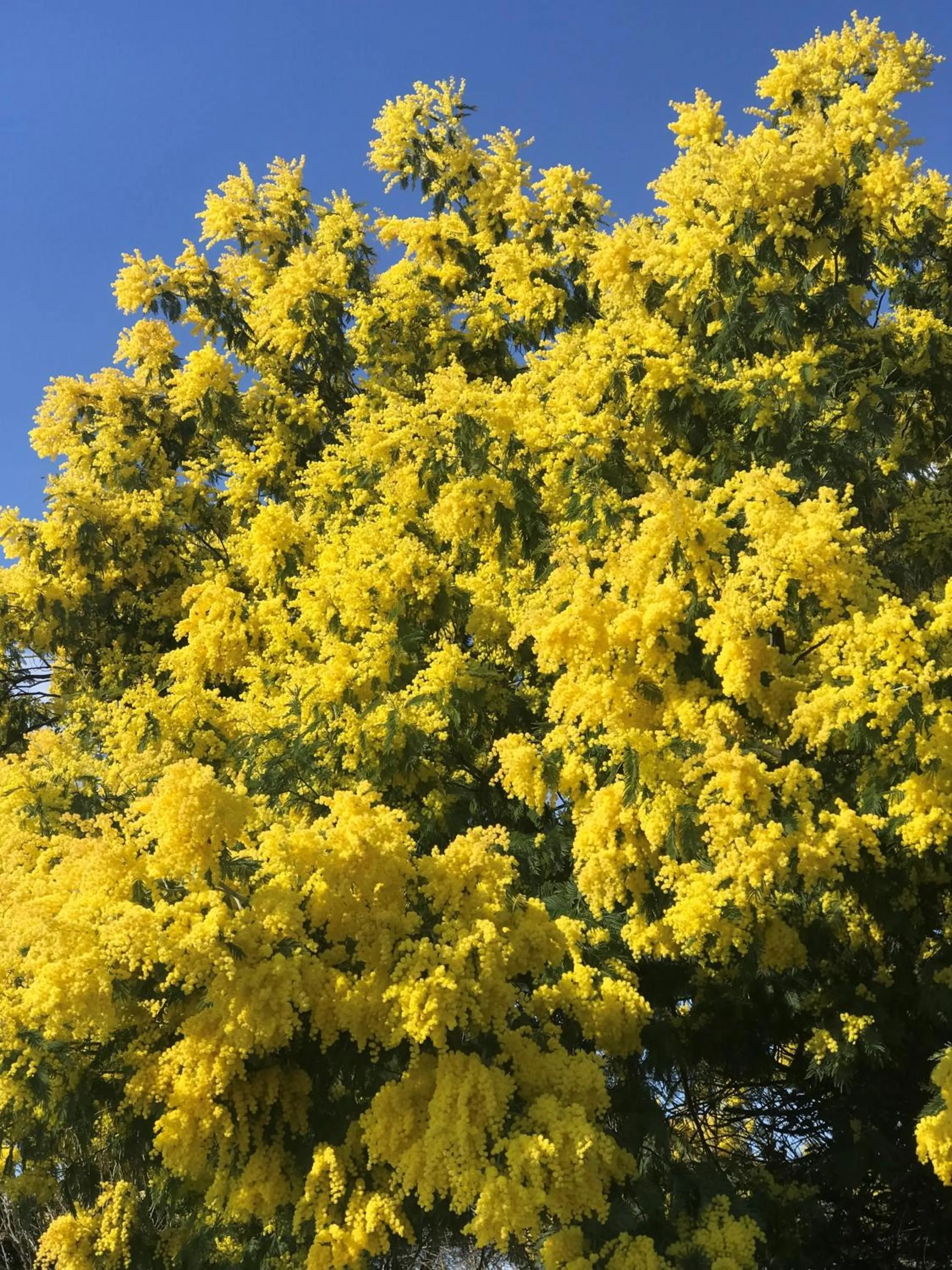 Spring in La Bastide de Sanilhac