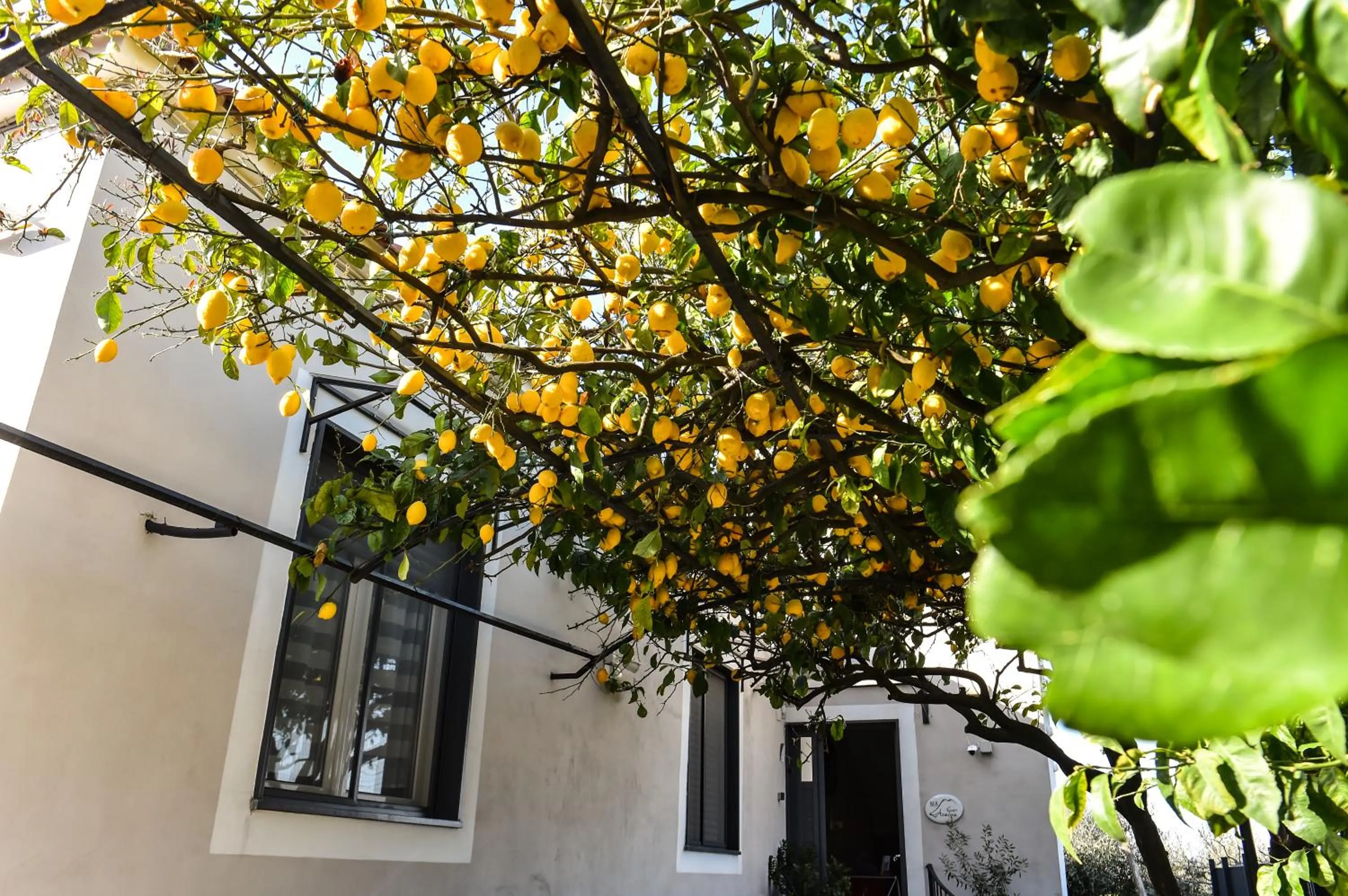 Garden in B&B Guest Armonie