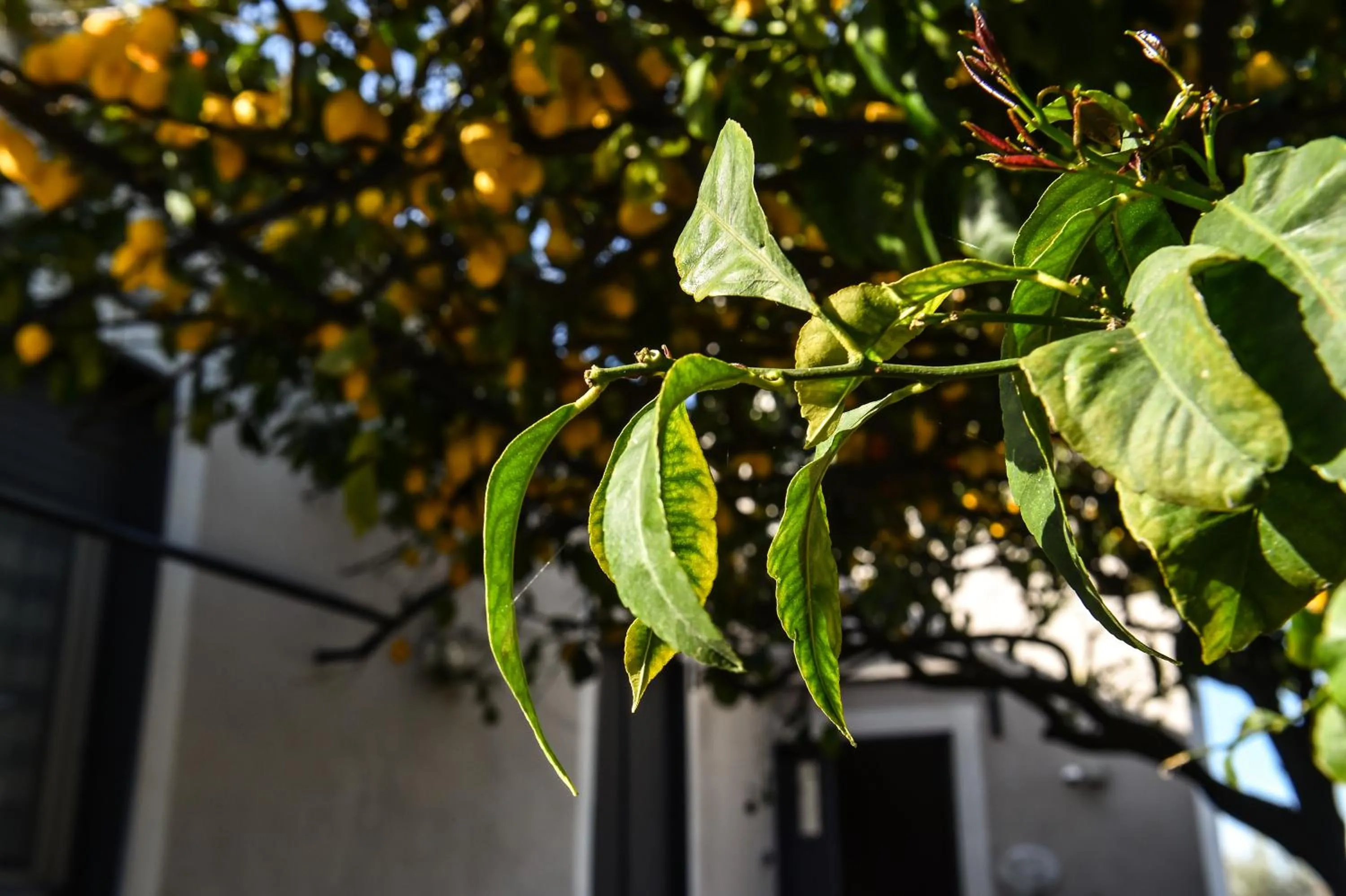 Garden in B&B Guest Armonie