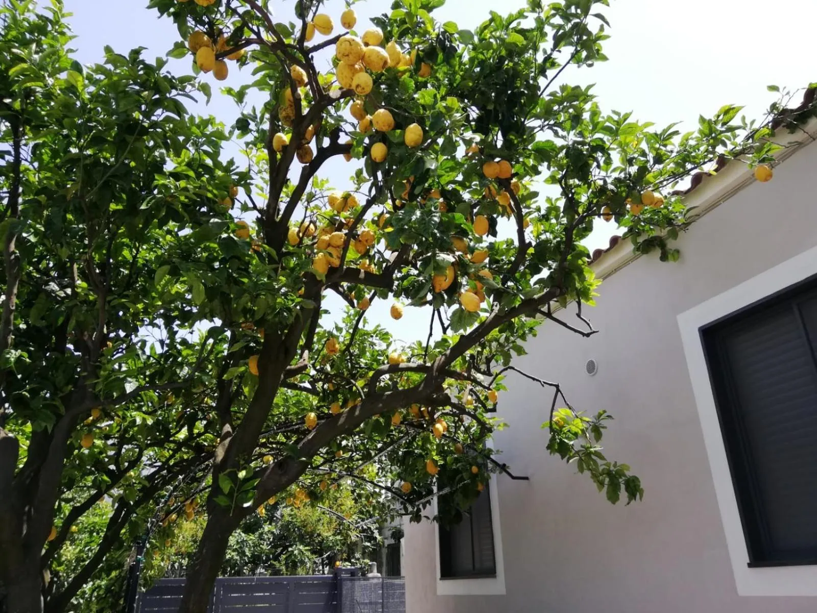 Spring in B&B Guest Armonie