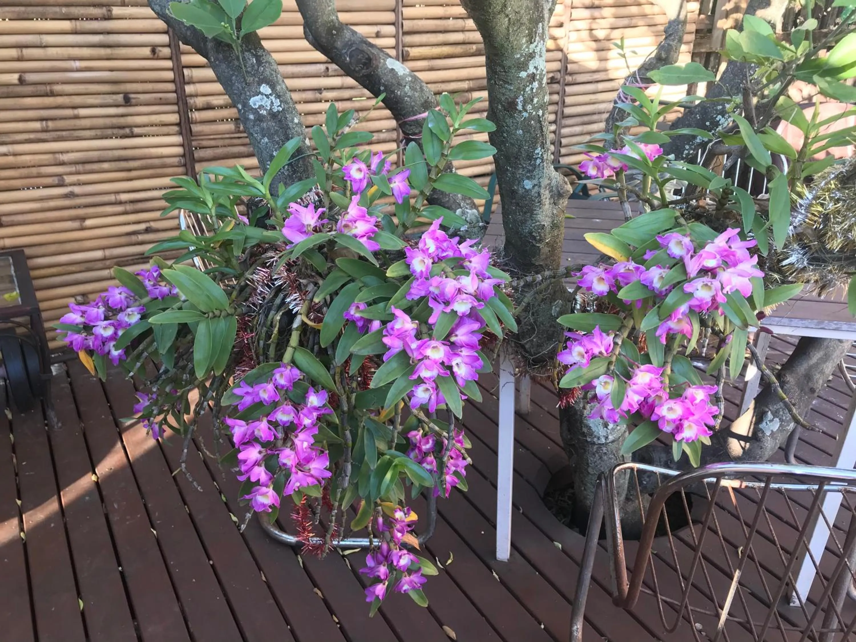 Garden view in XYL Holiday Inn