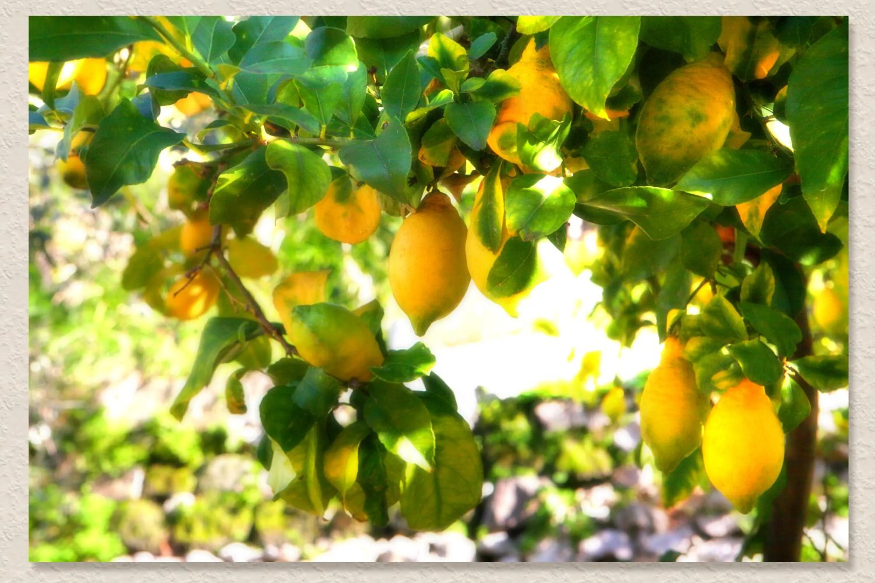 Other in Villa Ketty Resort