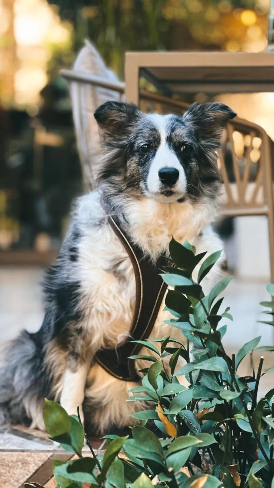 Pets in Casa Sur Antalya