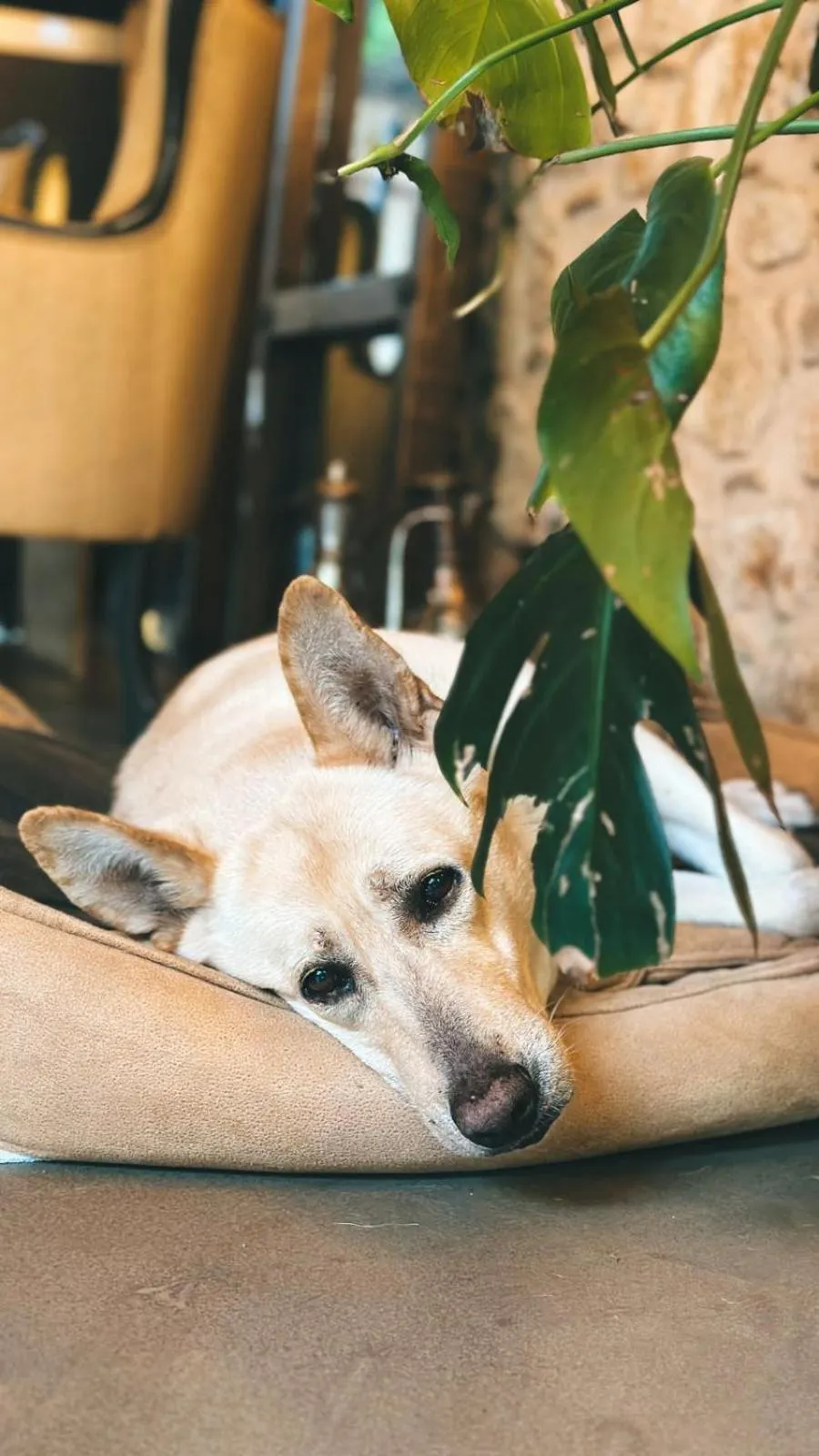 Animals in Casa Sur Antalya