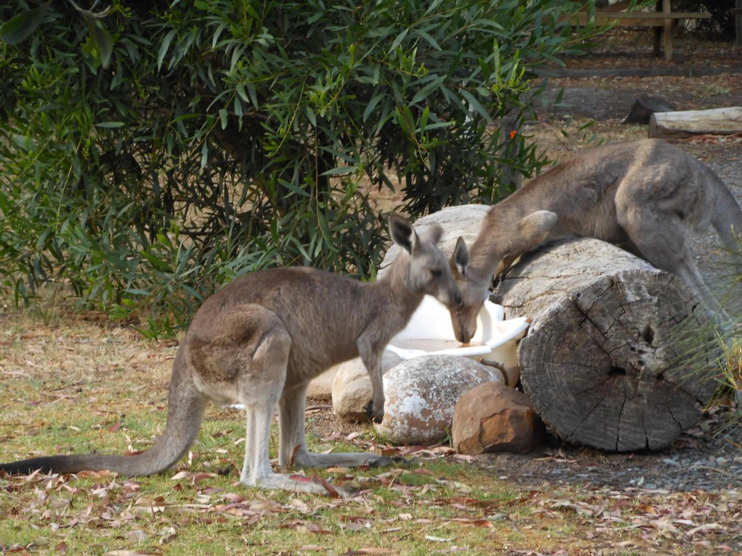 Animals in Grampians View Cottages and Units