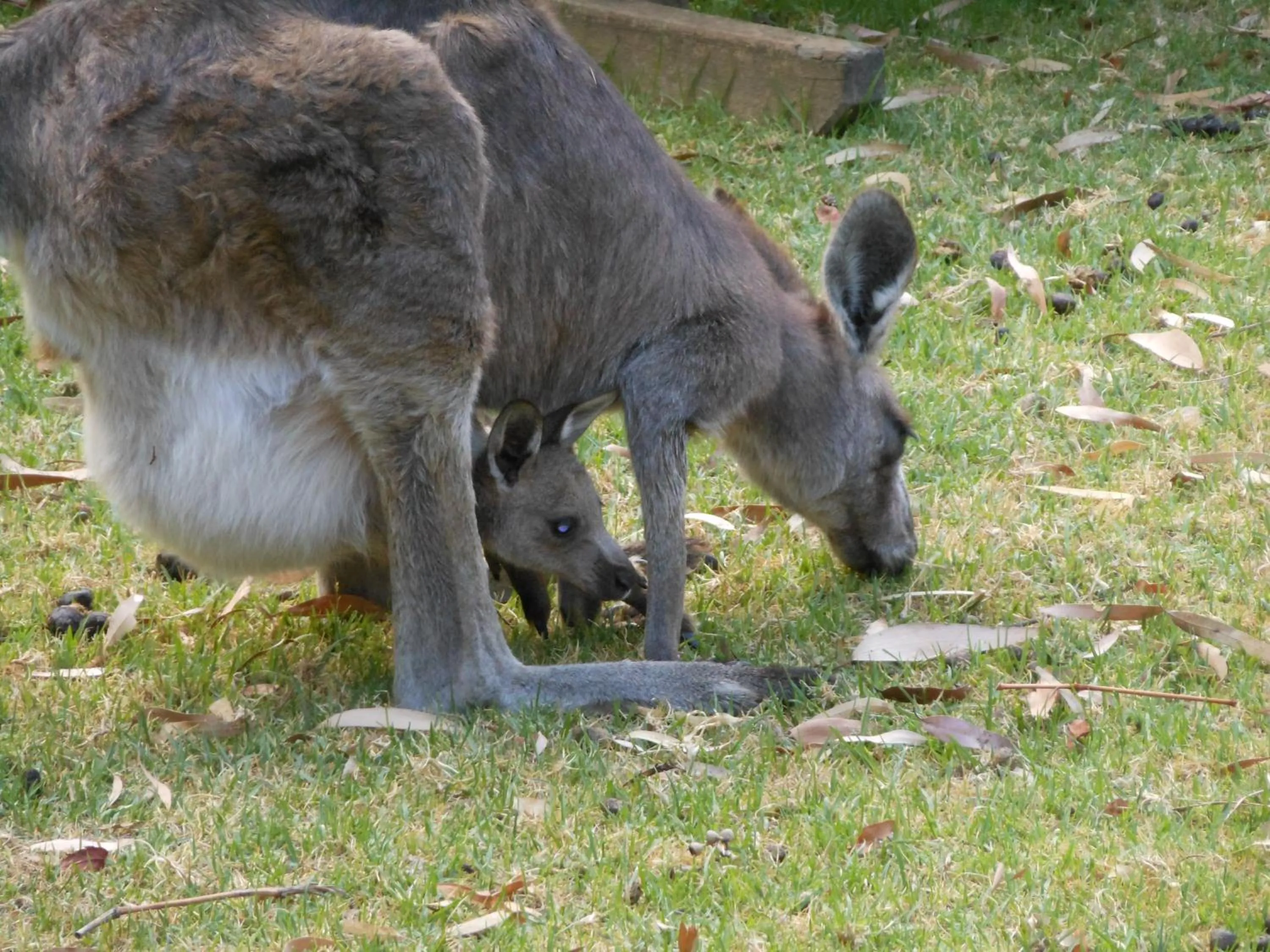 Animals in Grampians View Cottages and Units