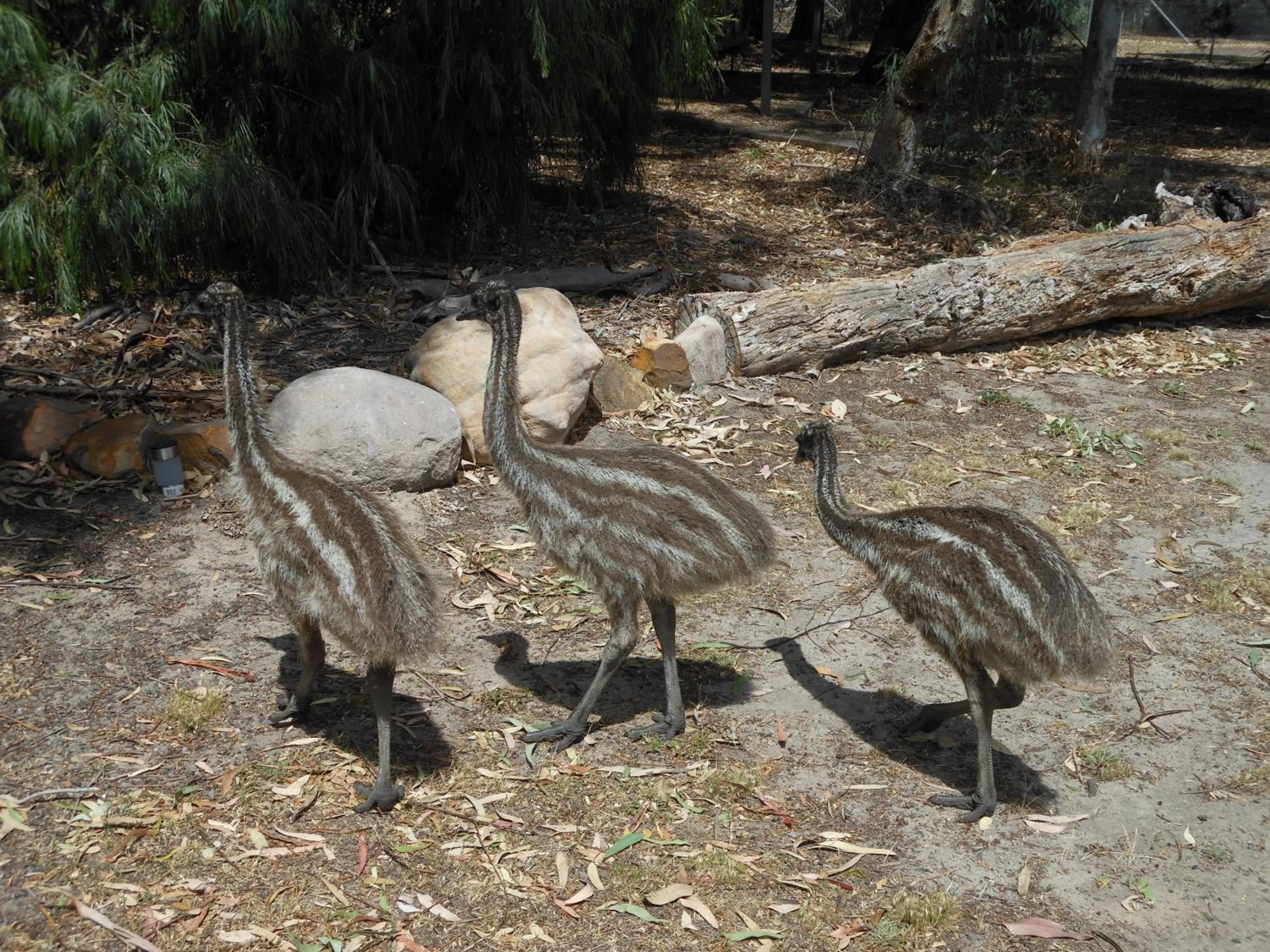 Animals in Grampians View Cottages and Units