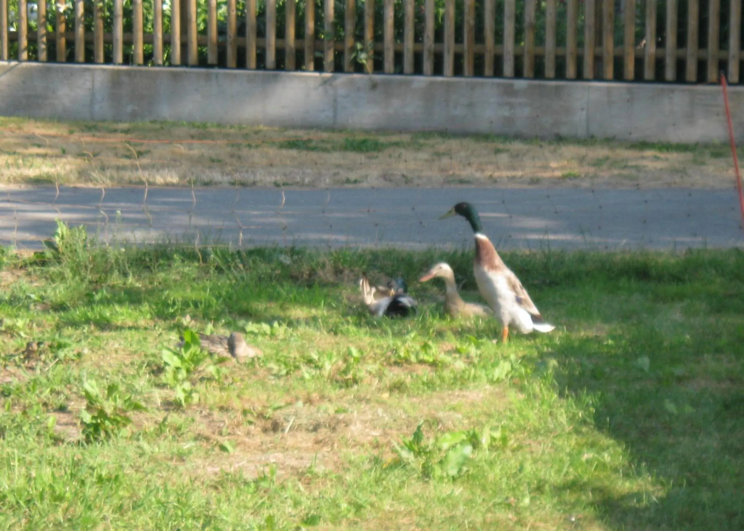 Animals in Stierstall-Suite Pension Wahlenau