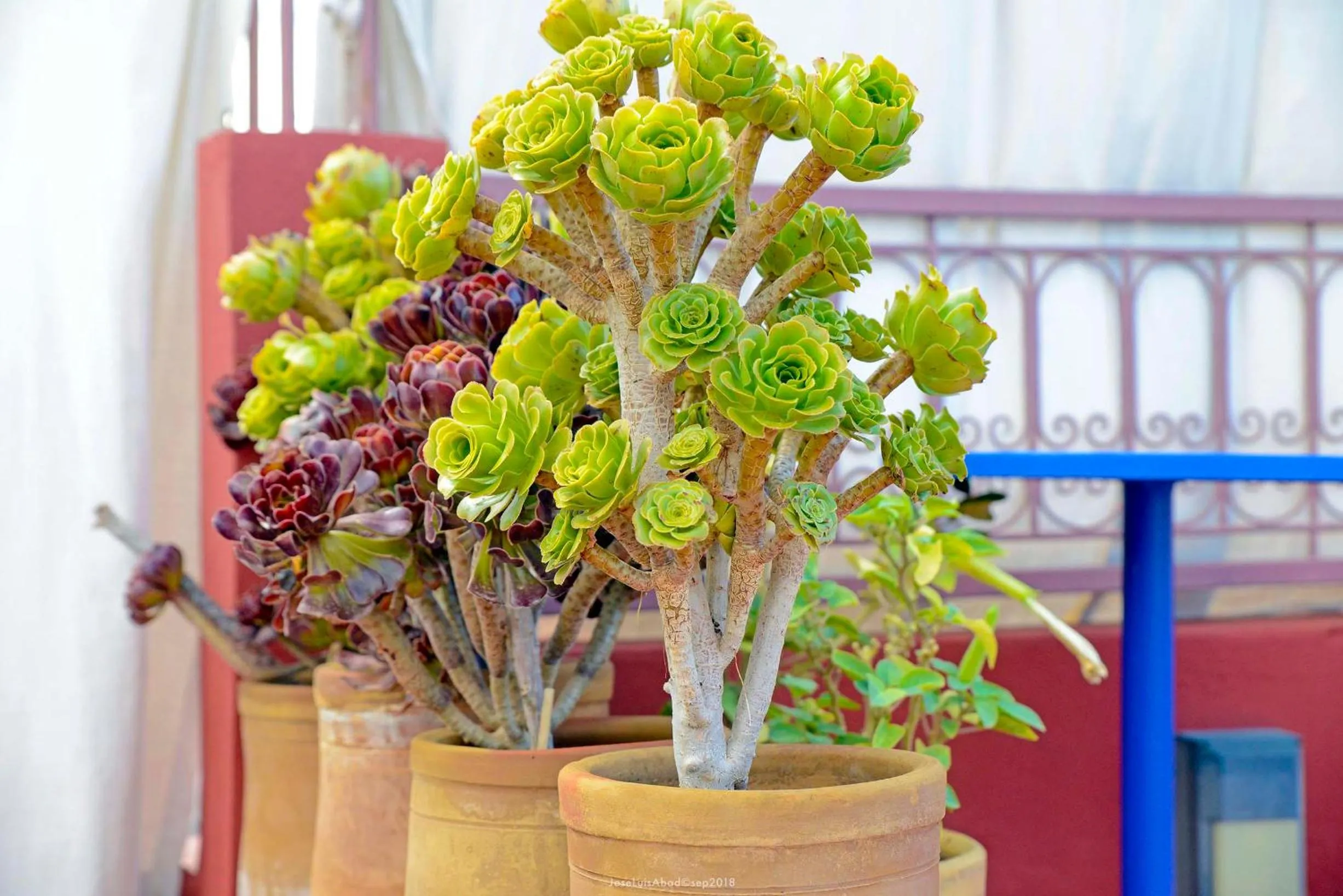 Balcony/Terrace in Riad la Cigale