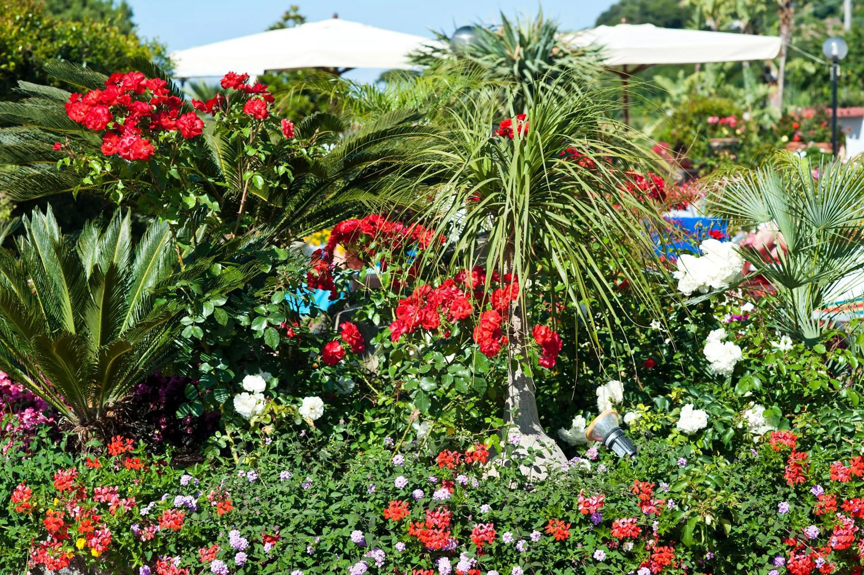 Garden in Hotel Casa Di Meglio