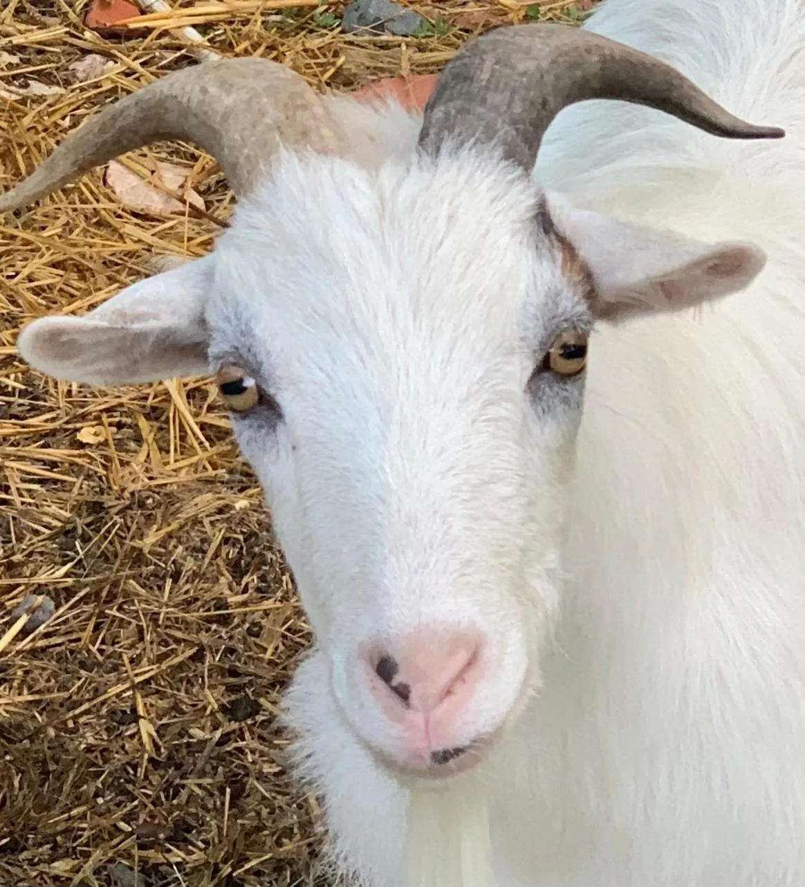 Pets in Maison d'hôtes La Chabanaise - Marais Poitevin