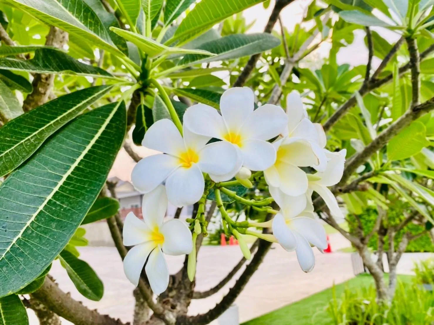 Garden in The Vet Boutique Hotel - SHA Extra Plus