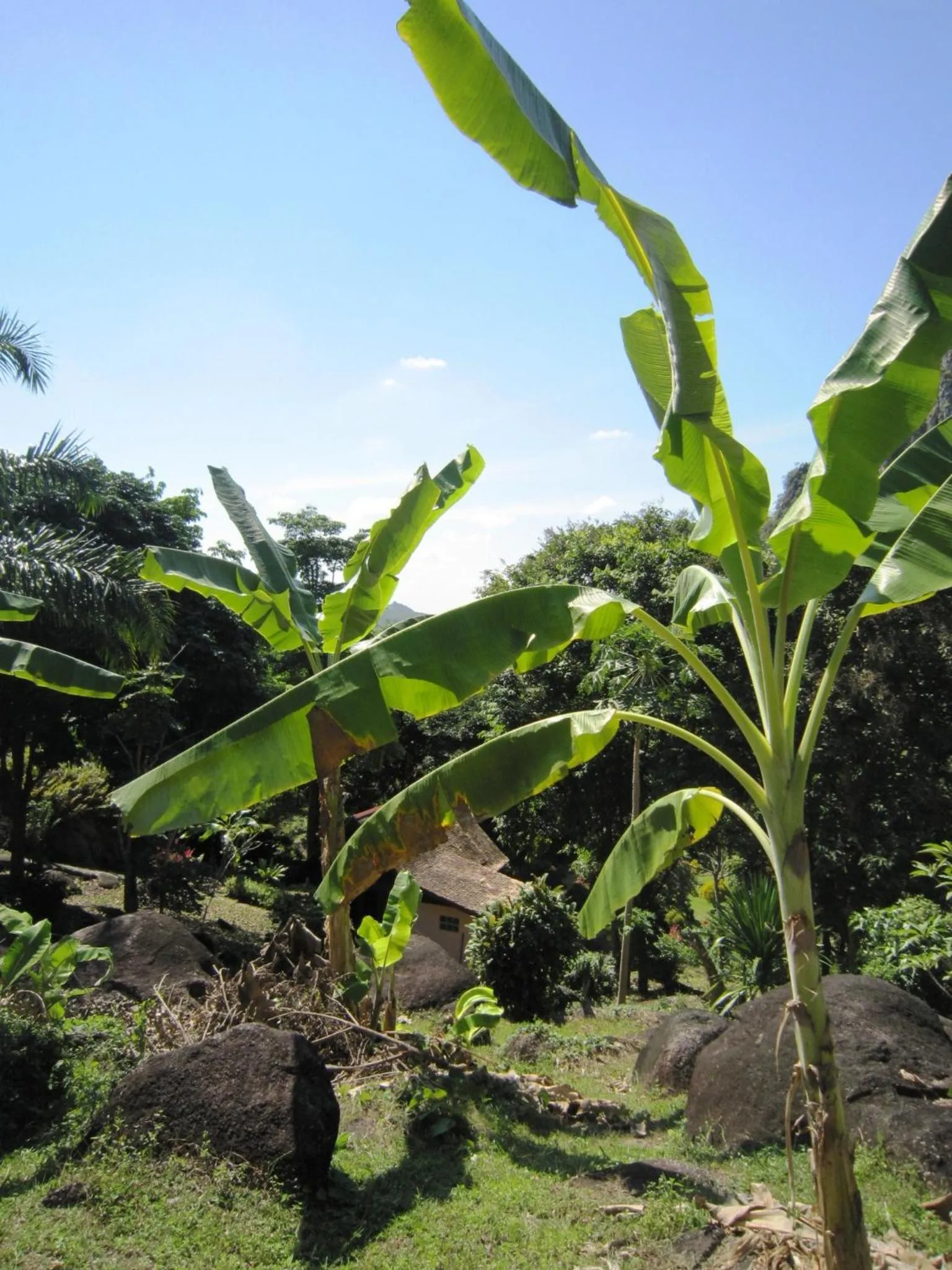 Phanom Bencha Mountain Resort