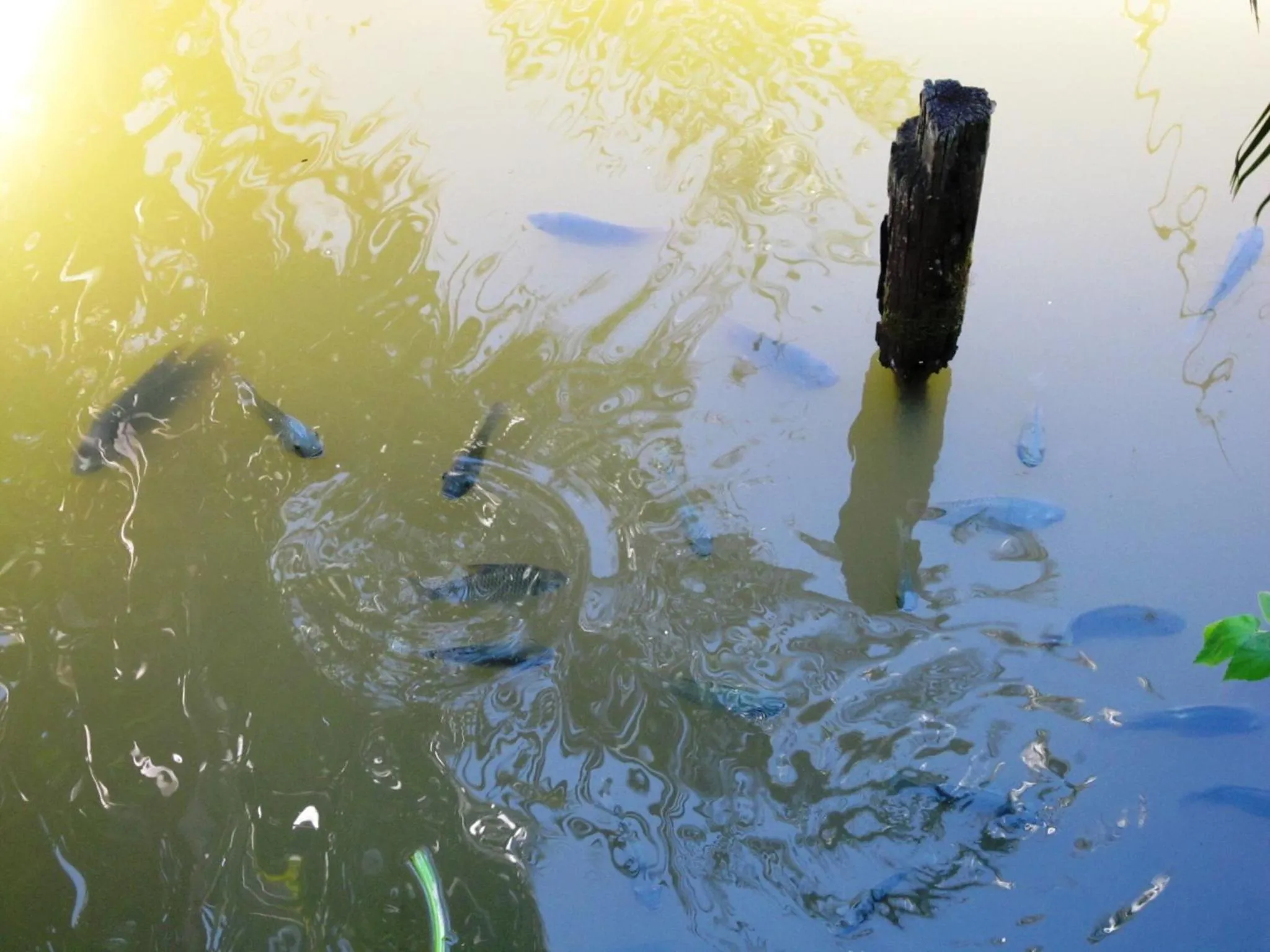 Phanom Bencha Mountain Resort