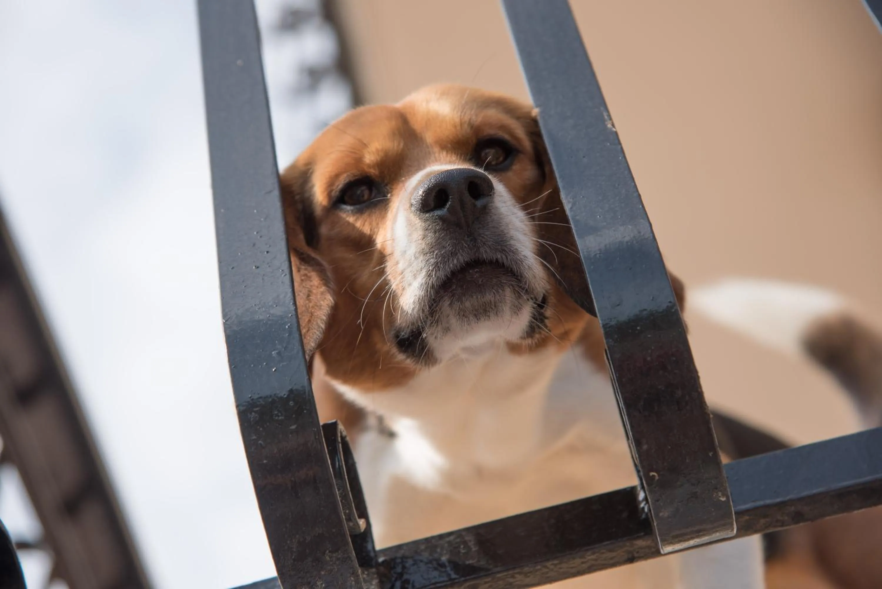 Balcony/Terrace in Residence Oleandro