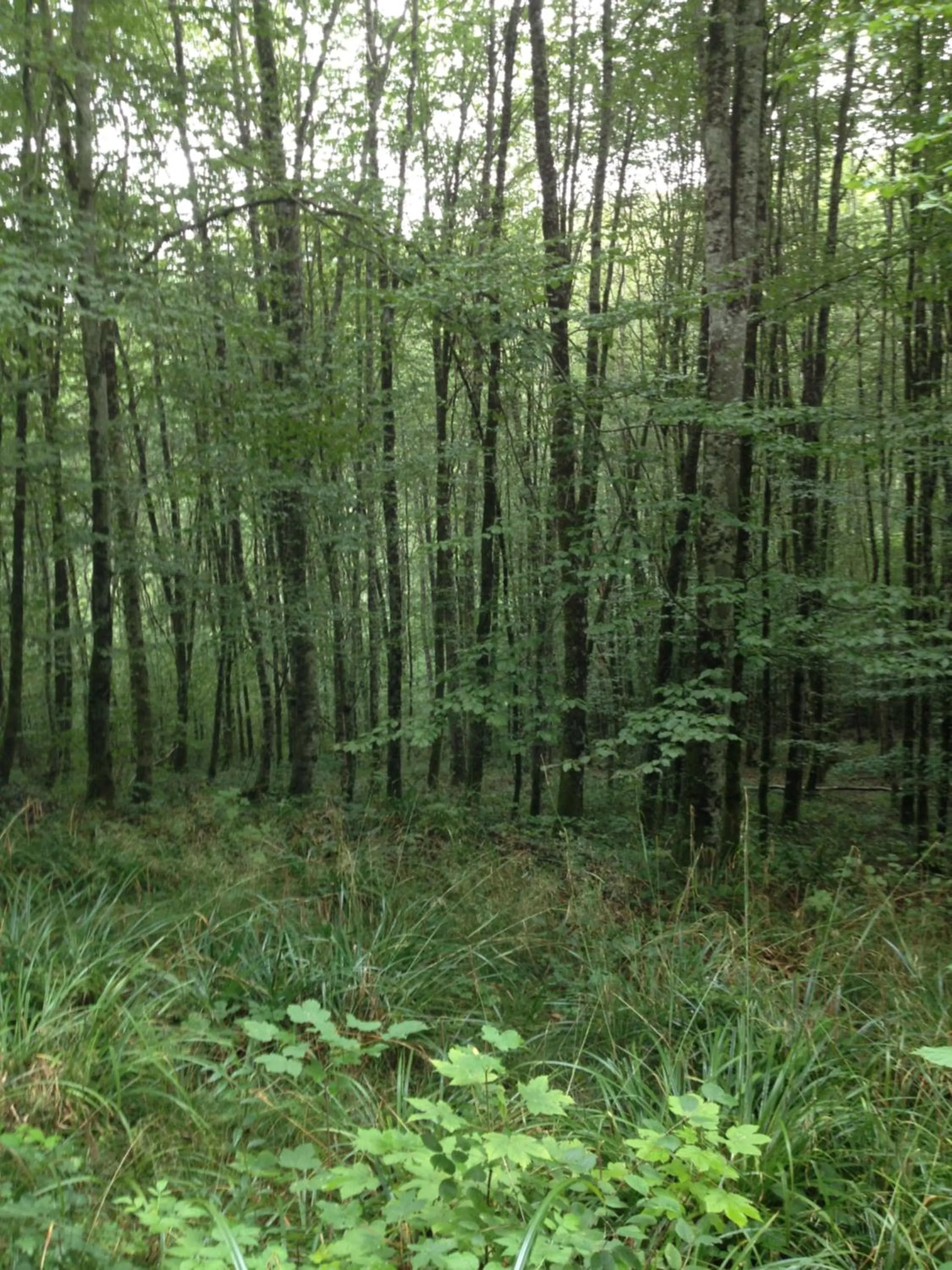 Text overlay in La Cascade