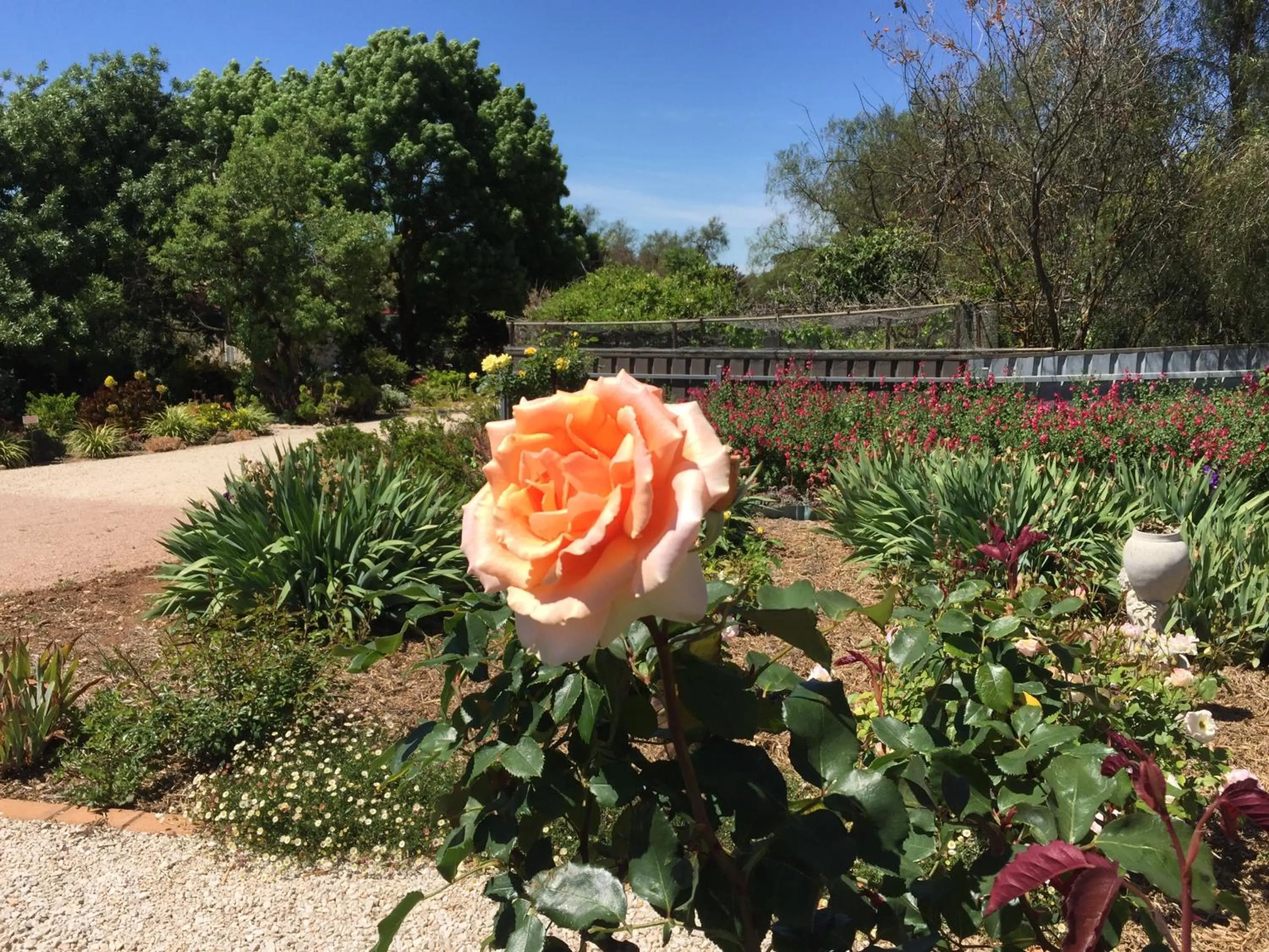 Garden view in Lyreen's Apartment