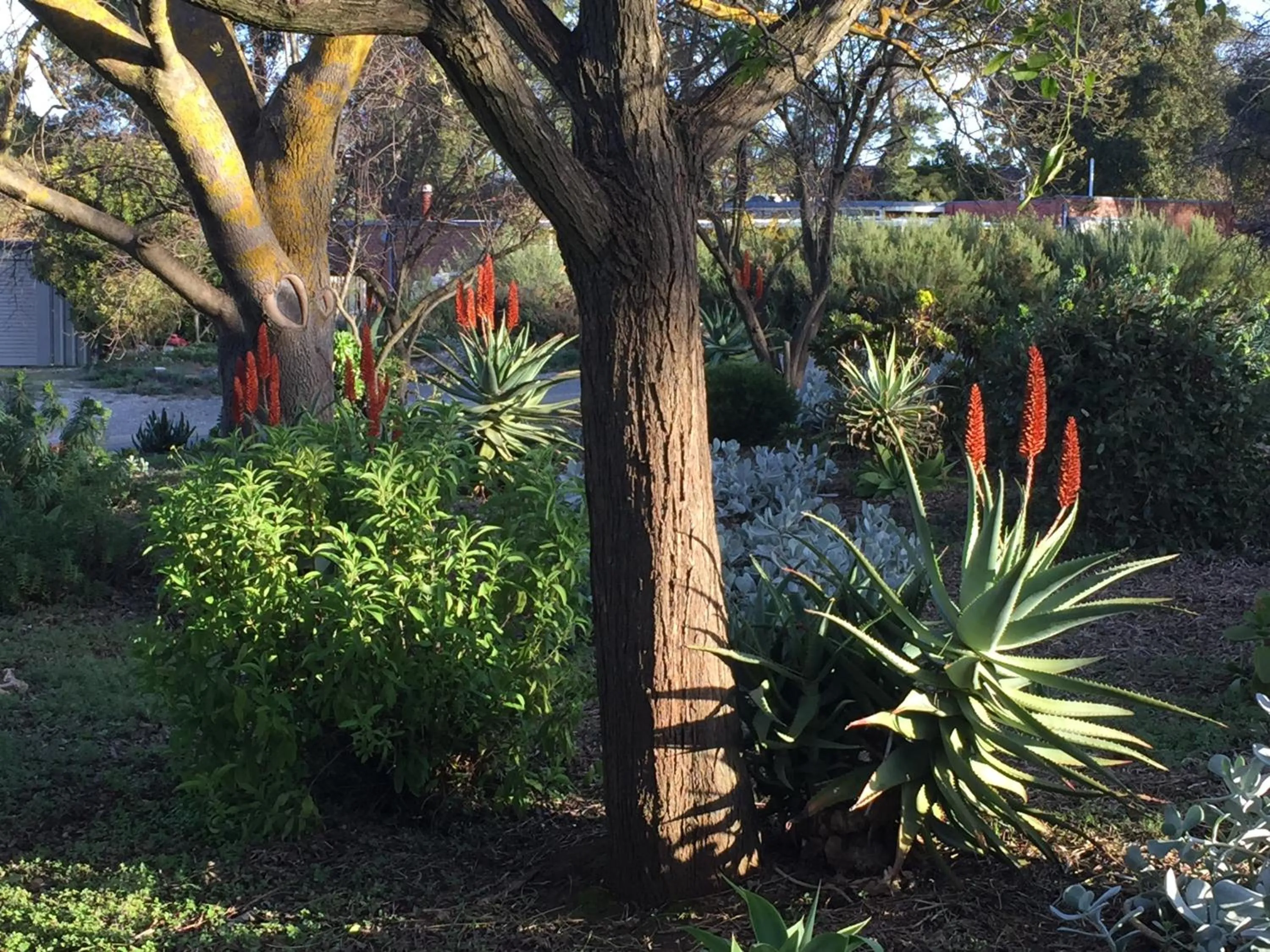 Garden view in Lyreen's Apartment