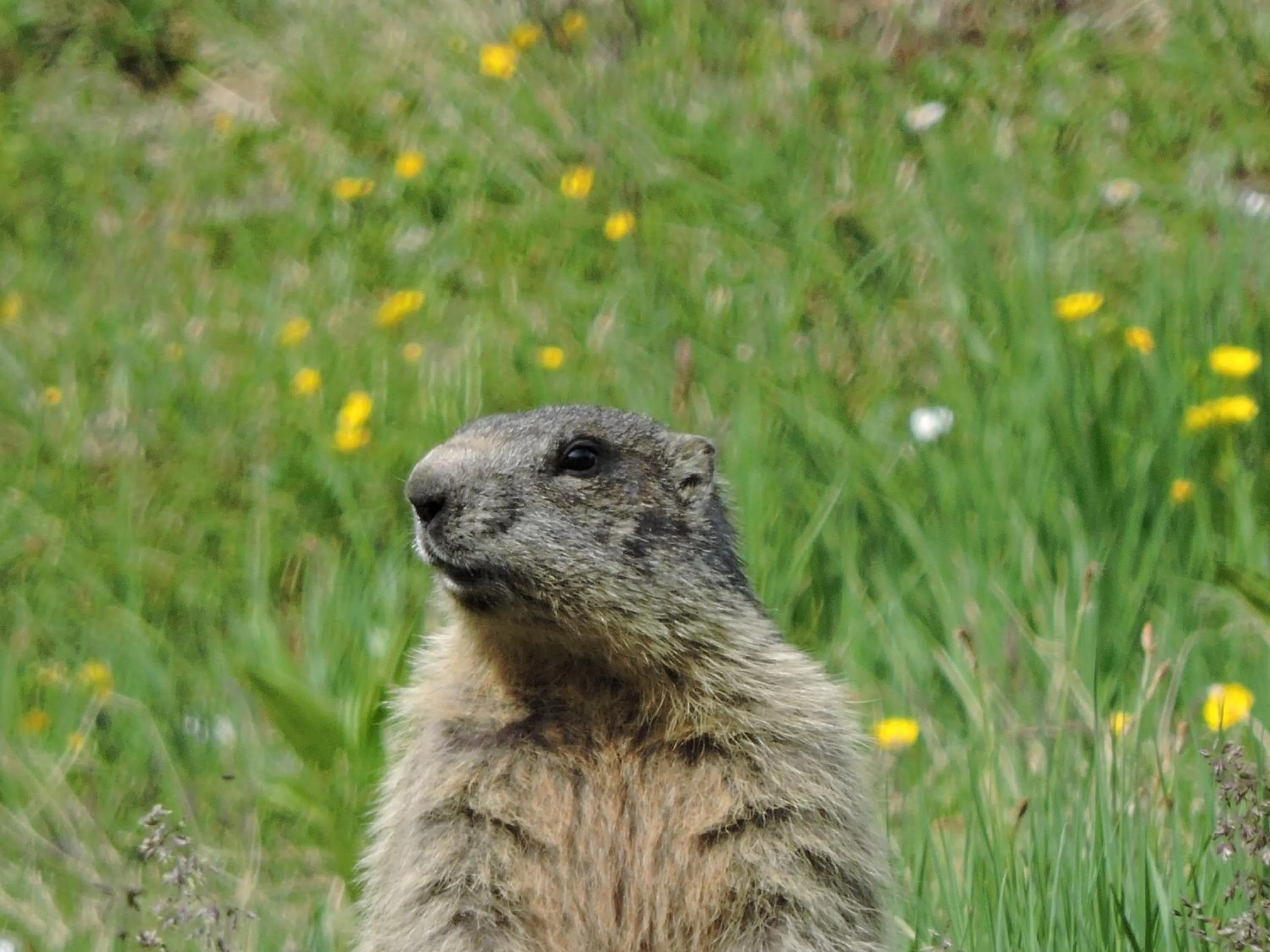 Animals in Gasthof Martha