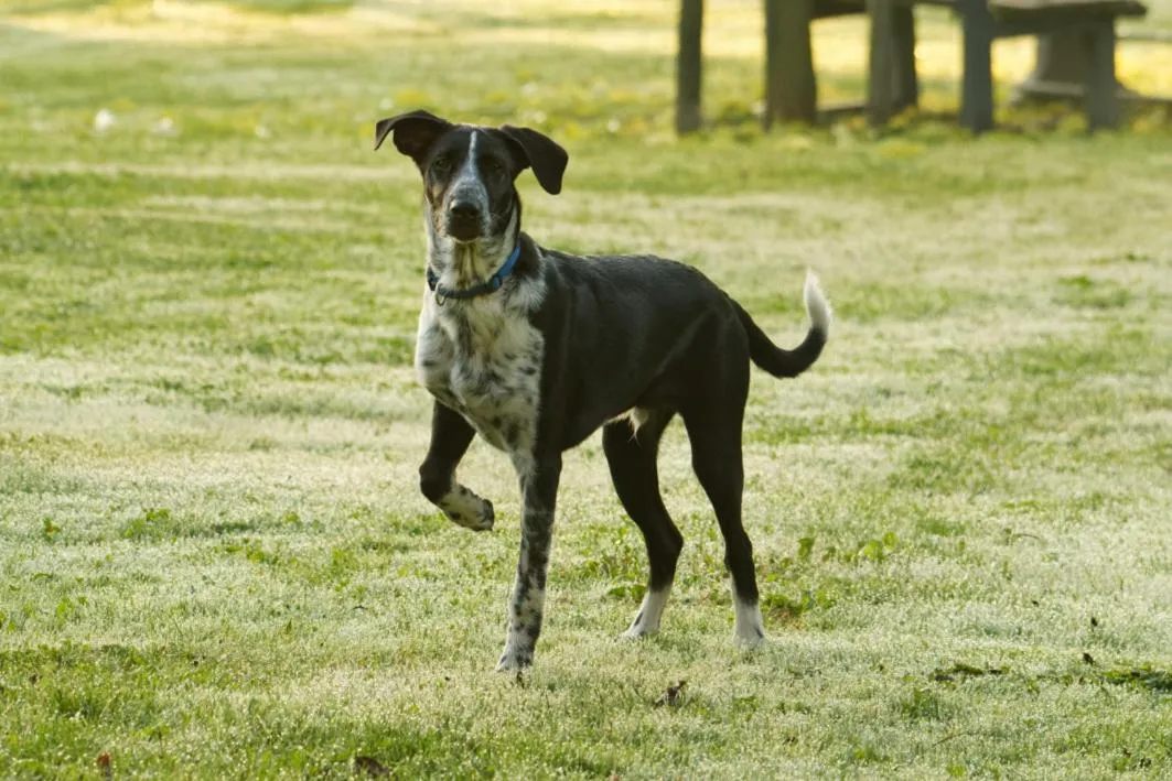 Animals in Panorama B&B