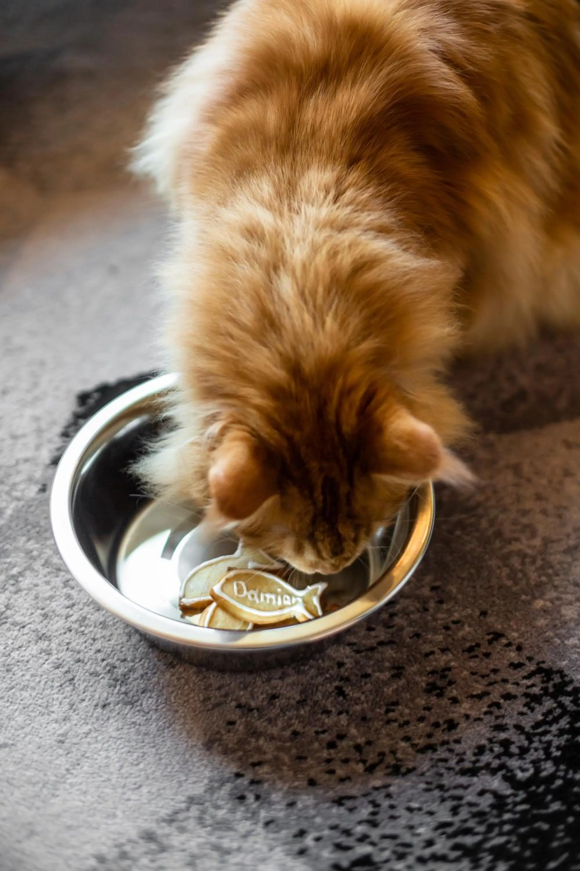 Pets in Sofitel Mexico City Reforma