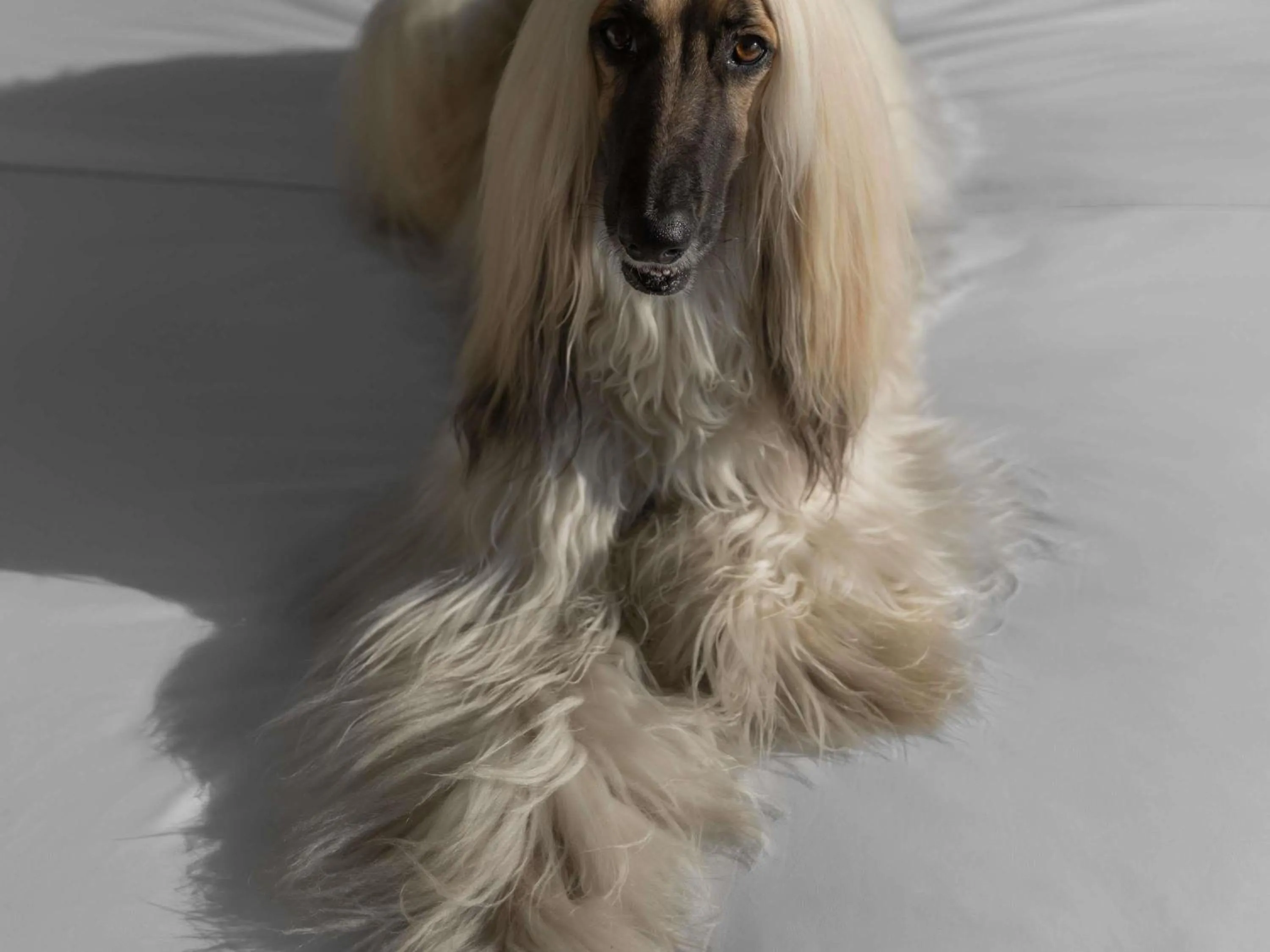 Bedroom in Sofitel Mexico City Reforma