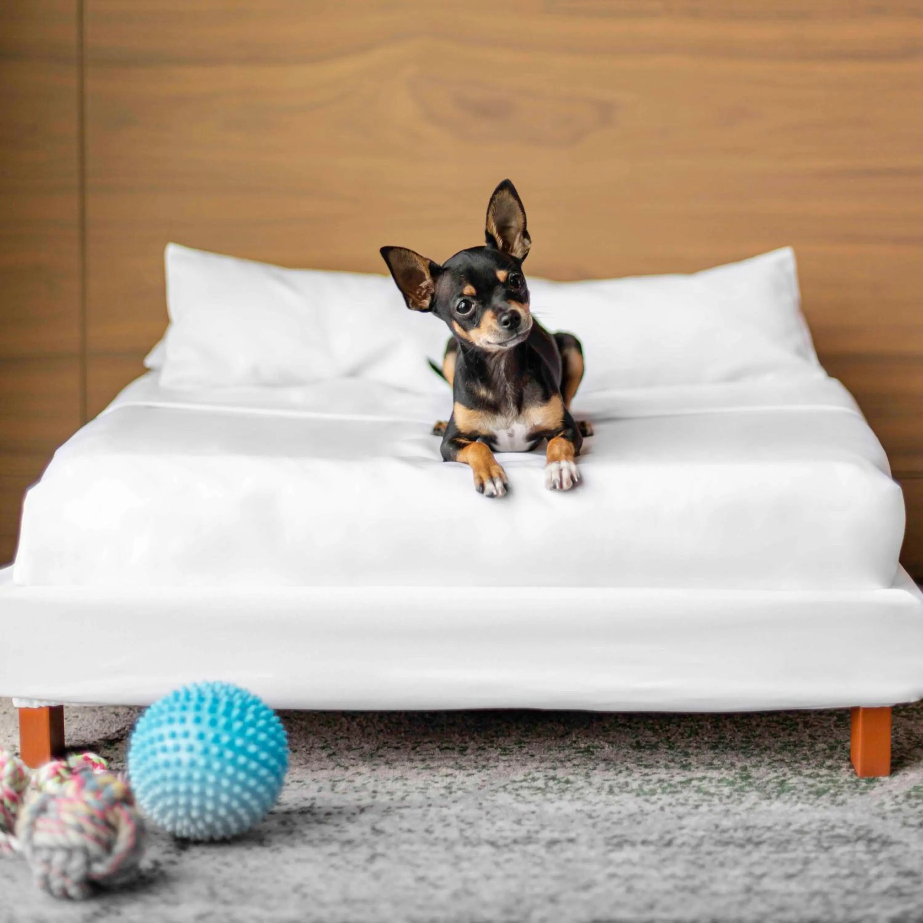 Pets, Bed in Sofitel Mexico City Reforma