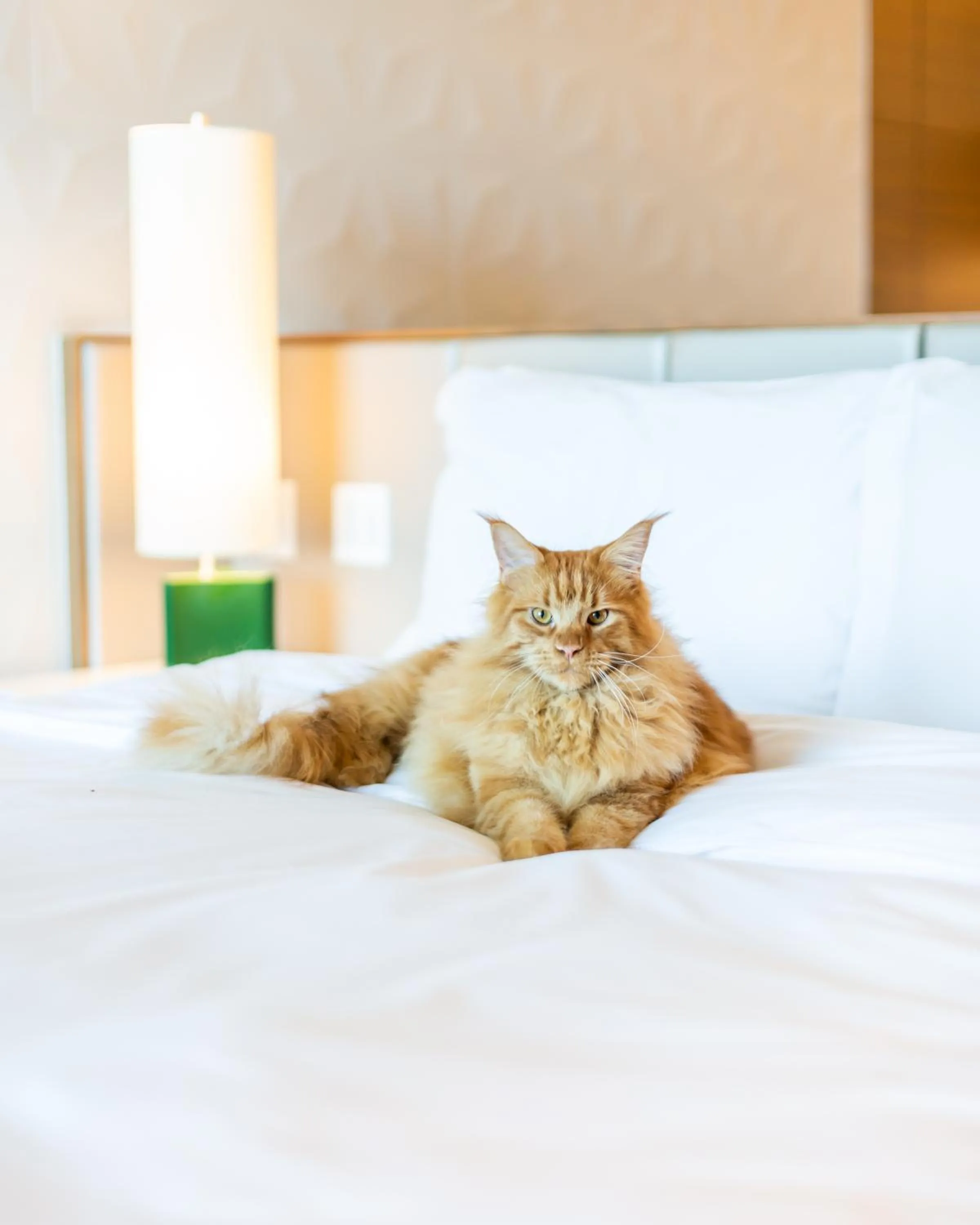 Pets, Bed in Sofitel Mexico City Reforma