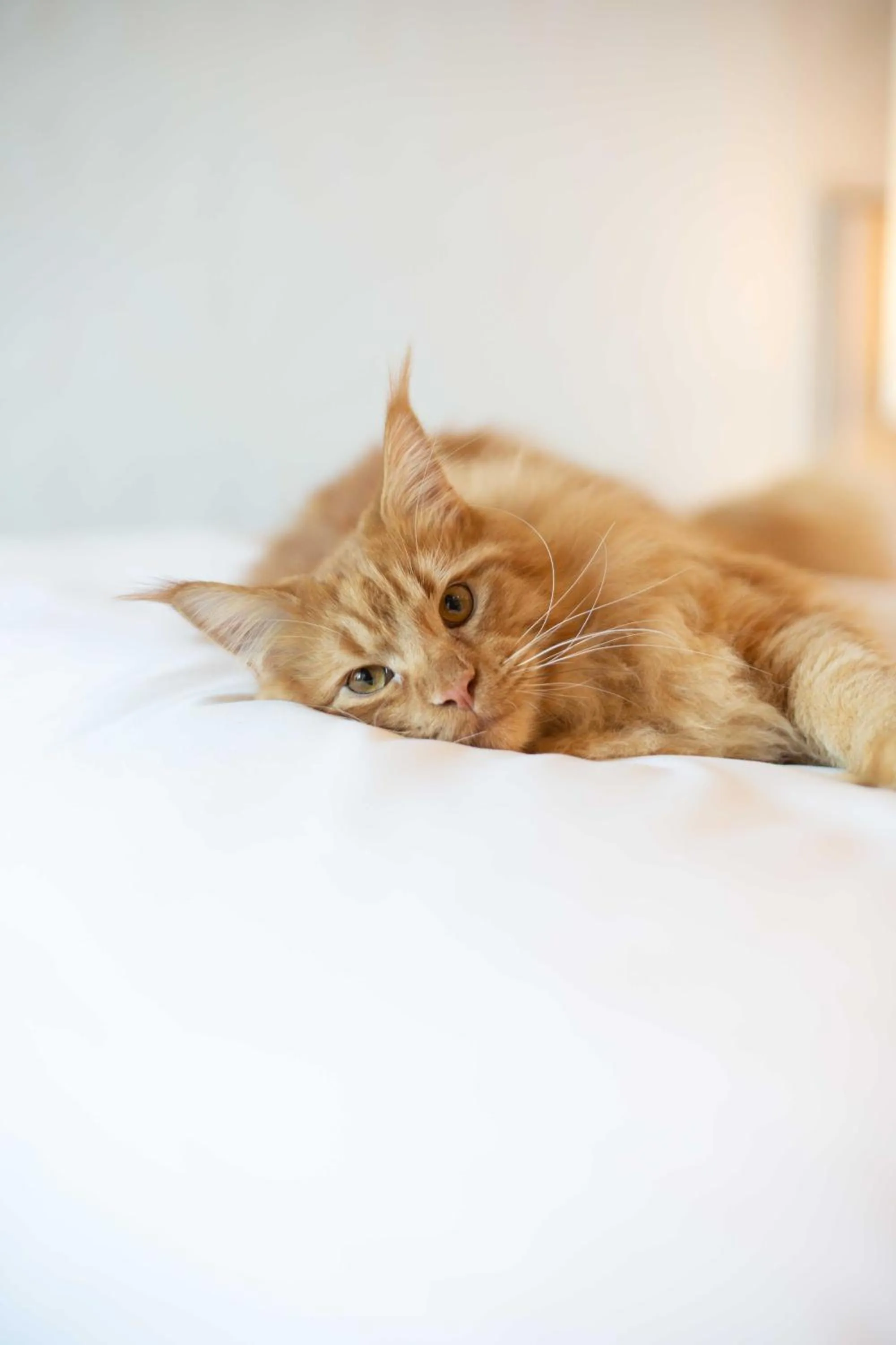 Pets in Sofitel Mexico City Reforma