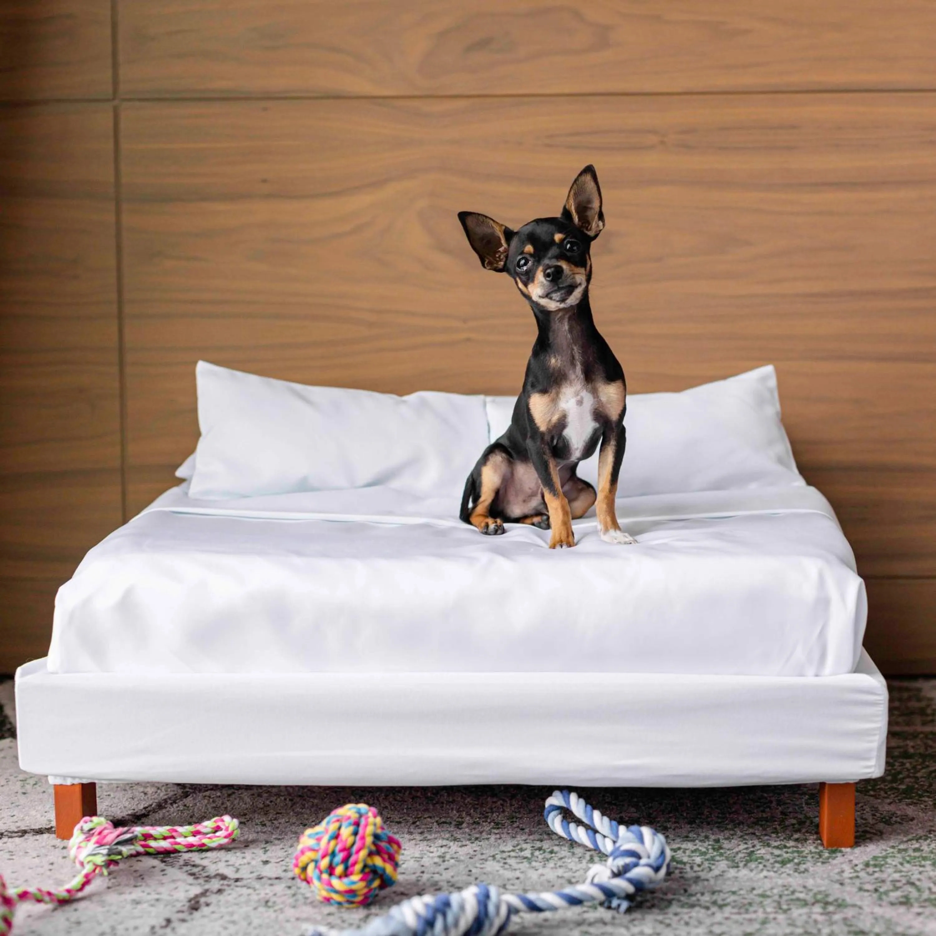 Pets in Sofitel Mexico City Reforma