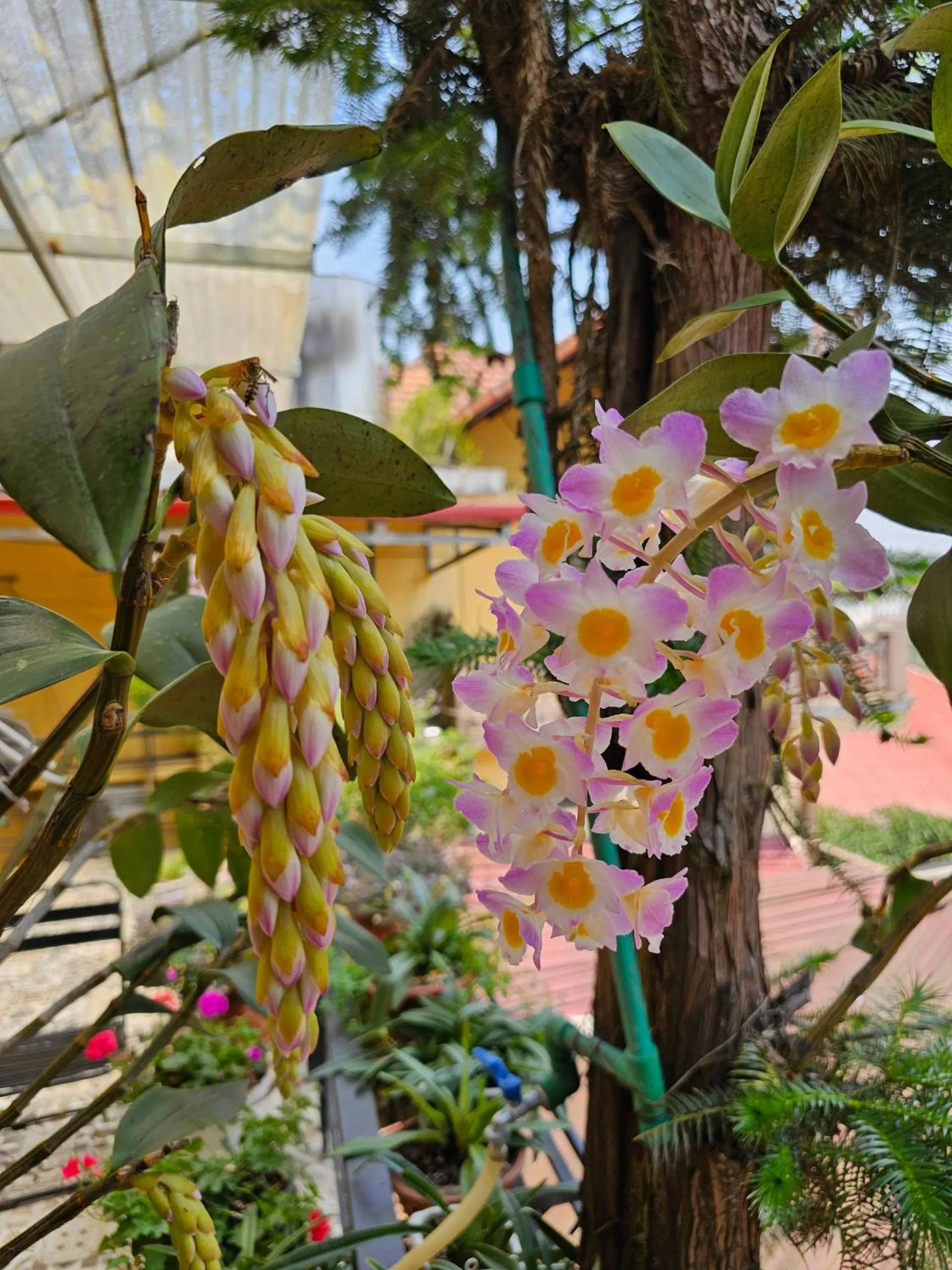 Spring in Dang Khoa Garden Inn