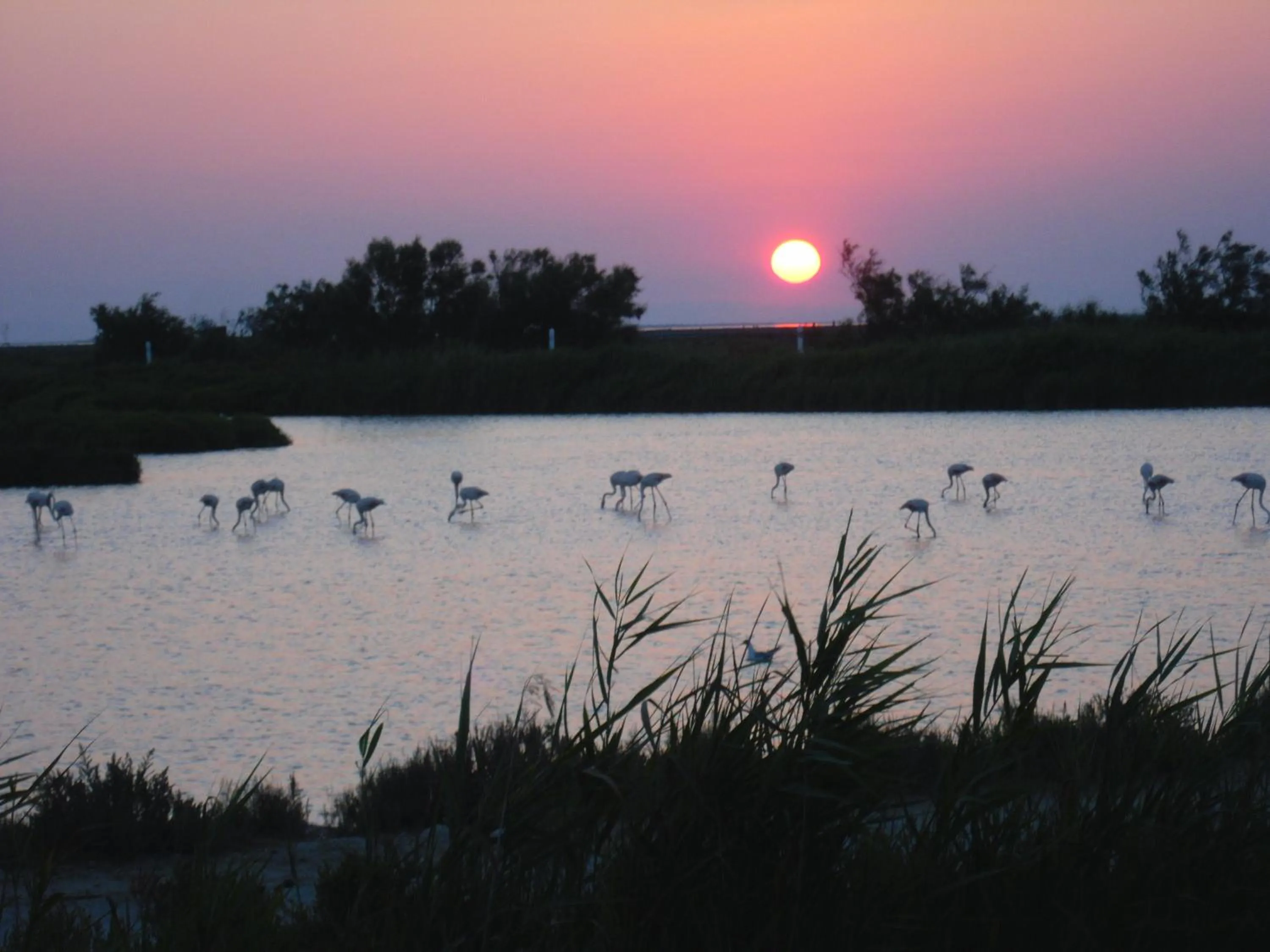 Natural landscape in Chambre les flamants, climatisation, avec vue imprenable sur les étangs, petit déjeuner offert